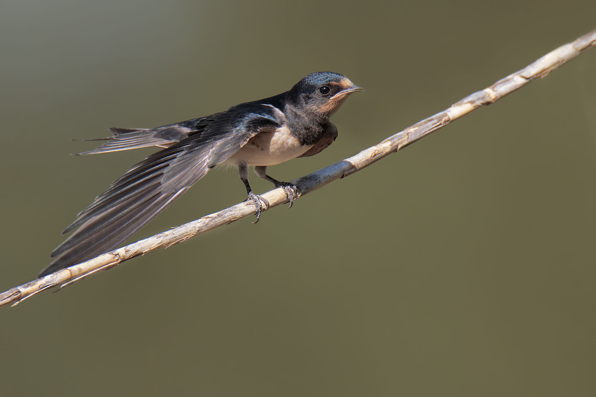 Swallows in the reed