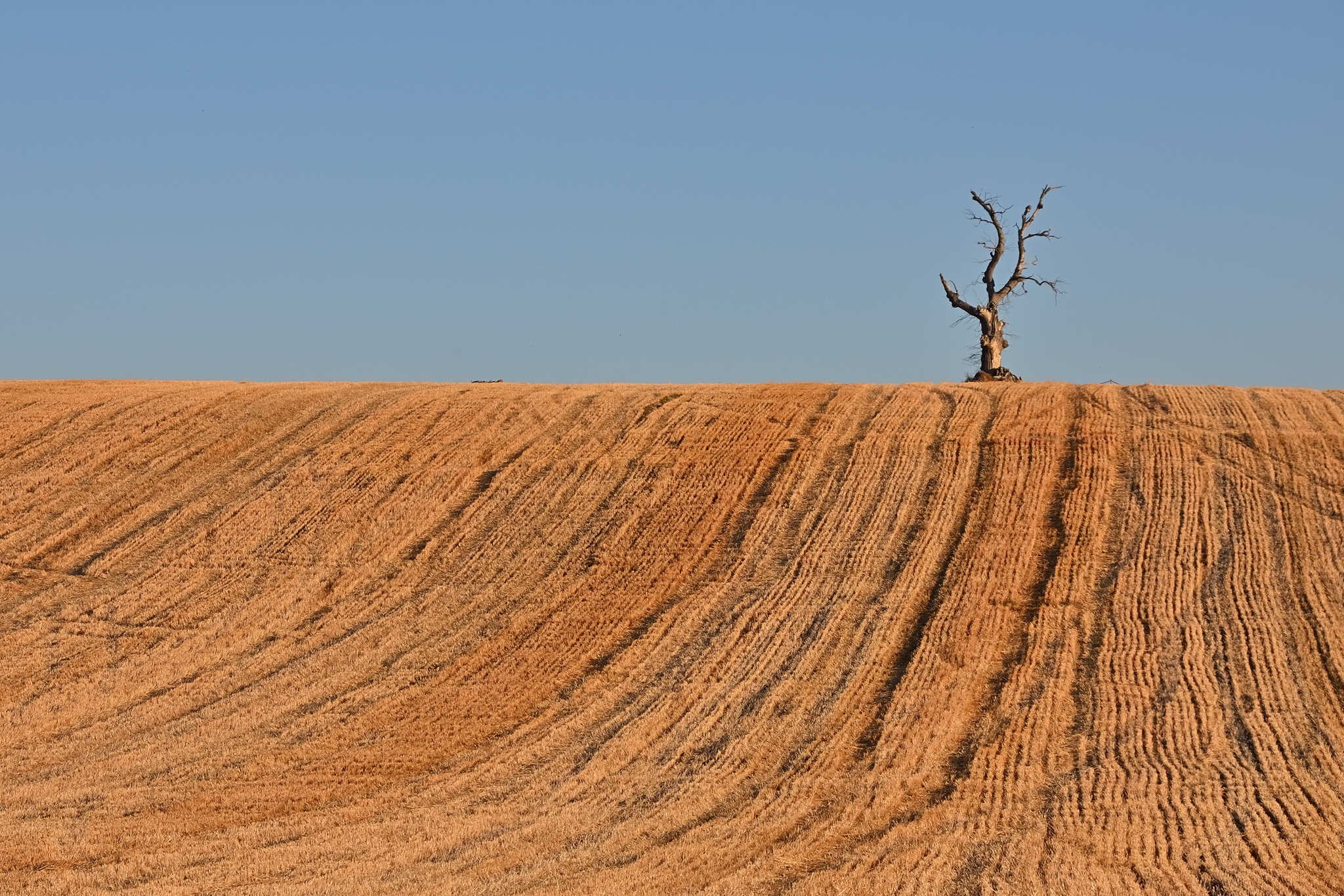 With nothing left to give