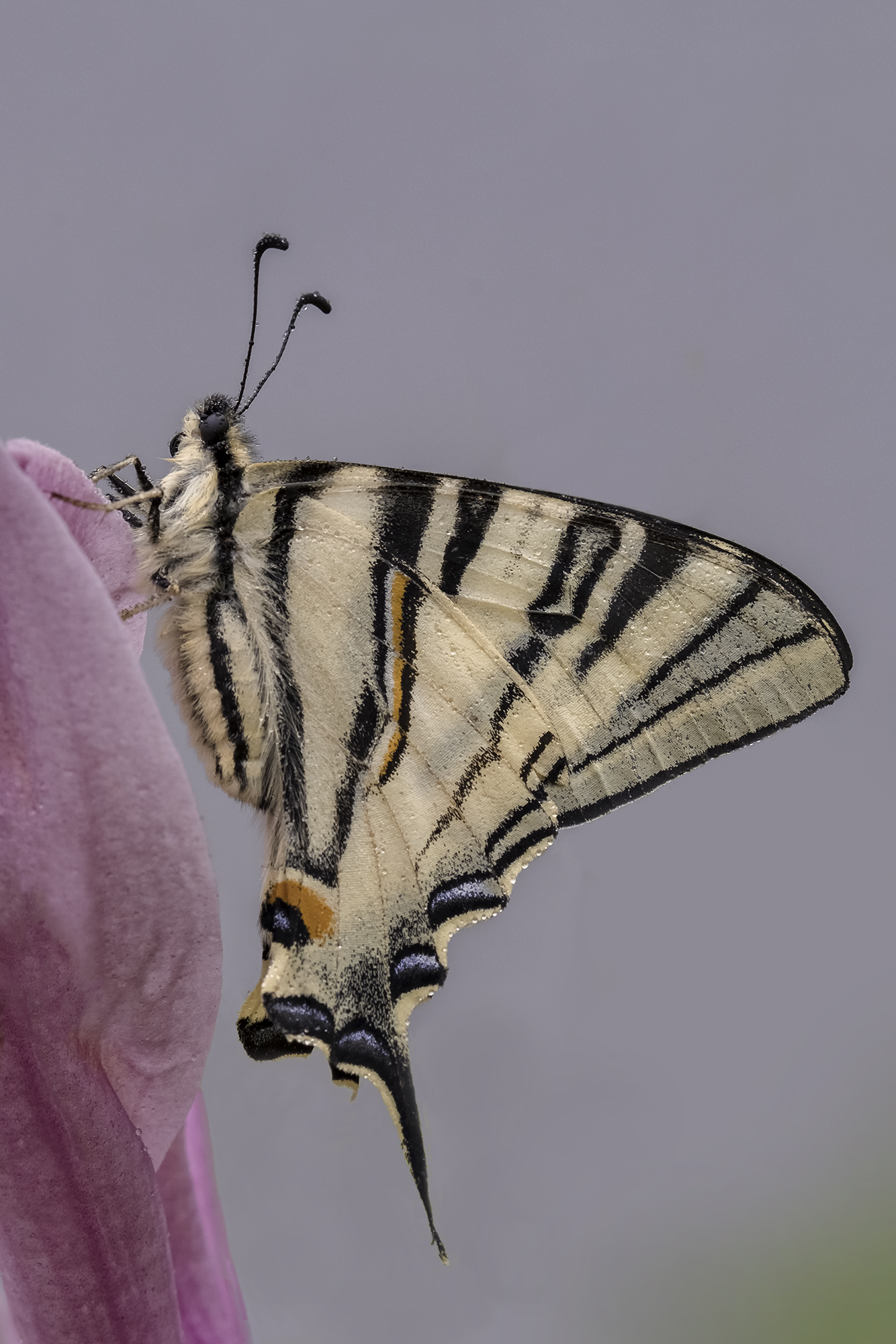 Iphiclides podalirius