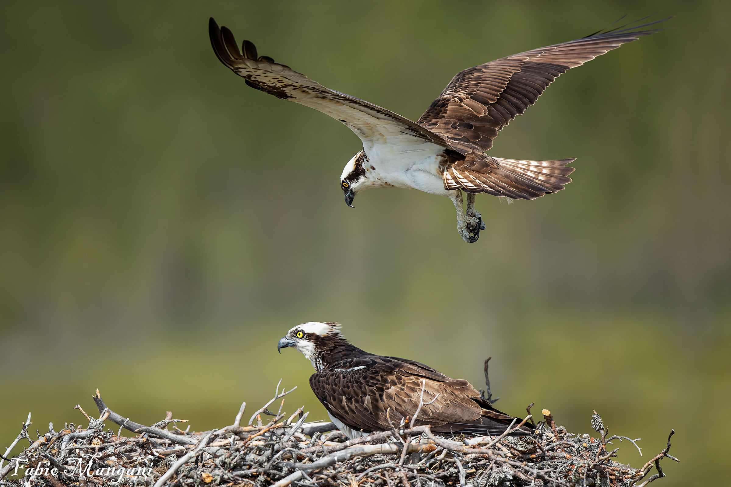 The Pair - Osprey