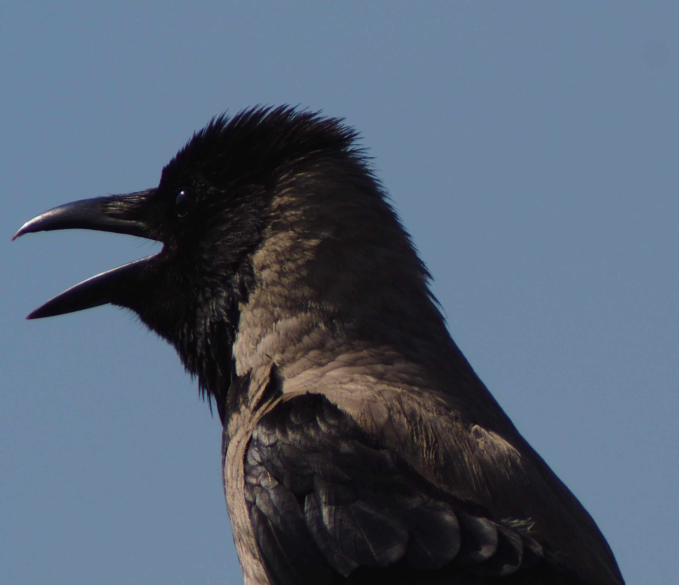 Corvus cornix