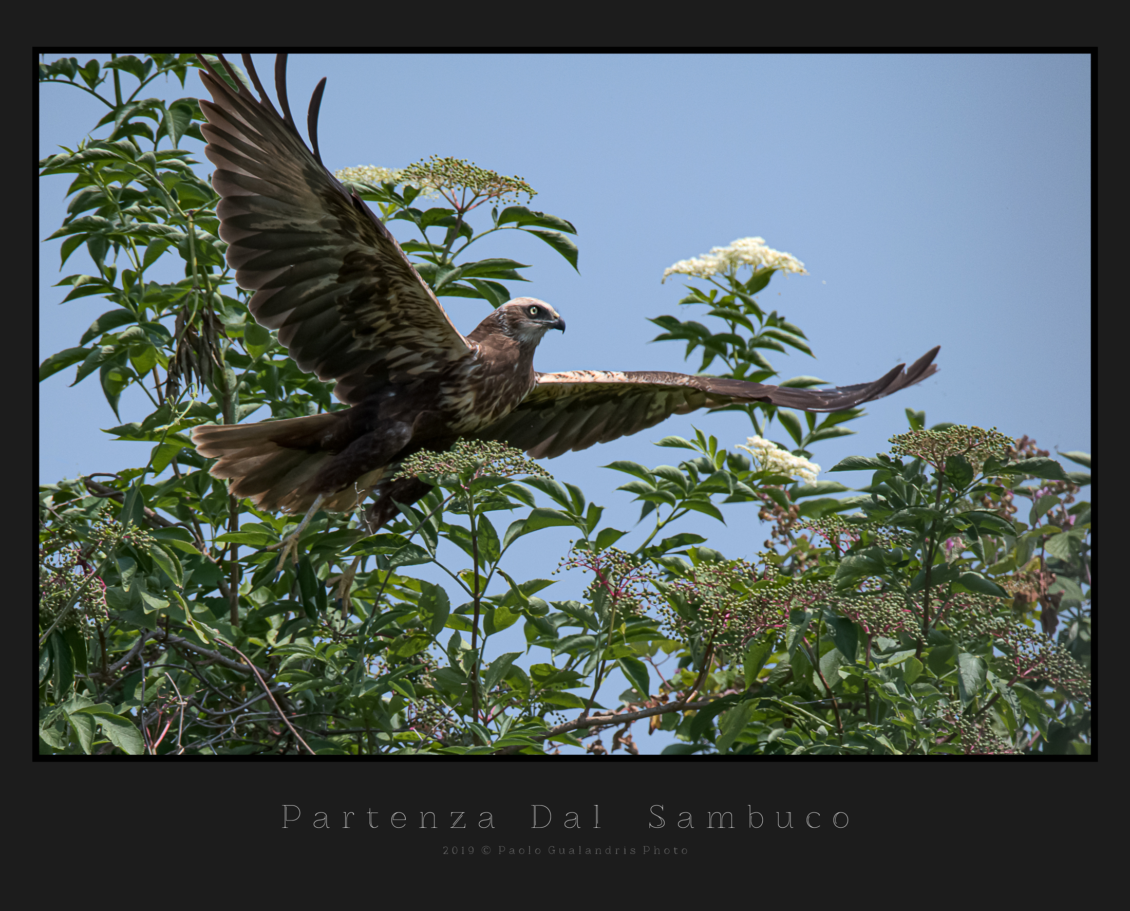 Departure From Elder