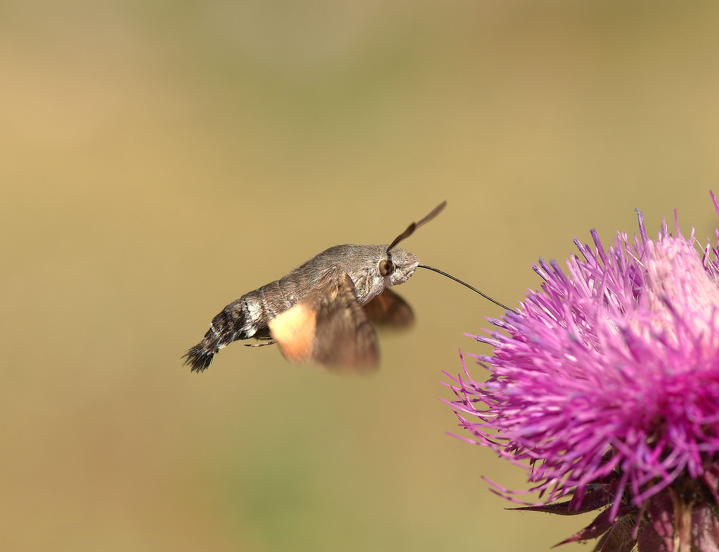 Macroglossium stellatarum