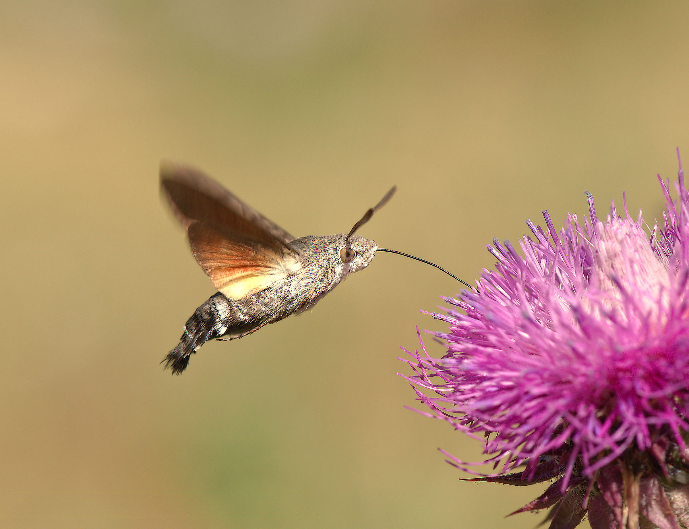 Macroglossium stellatarum