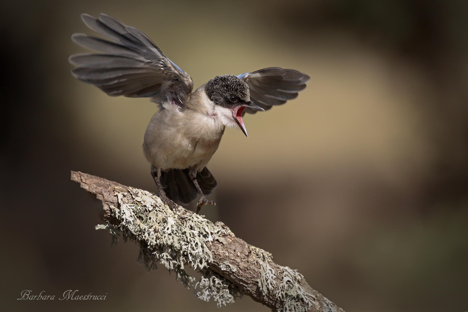 Small blue magpie.