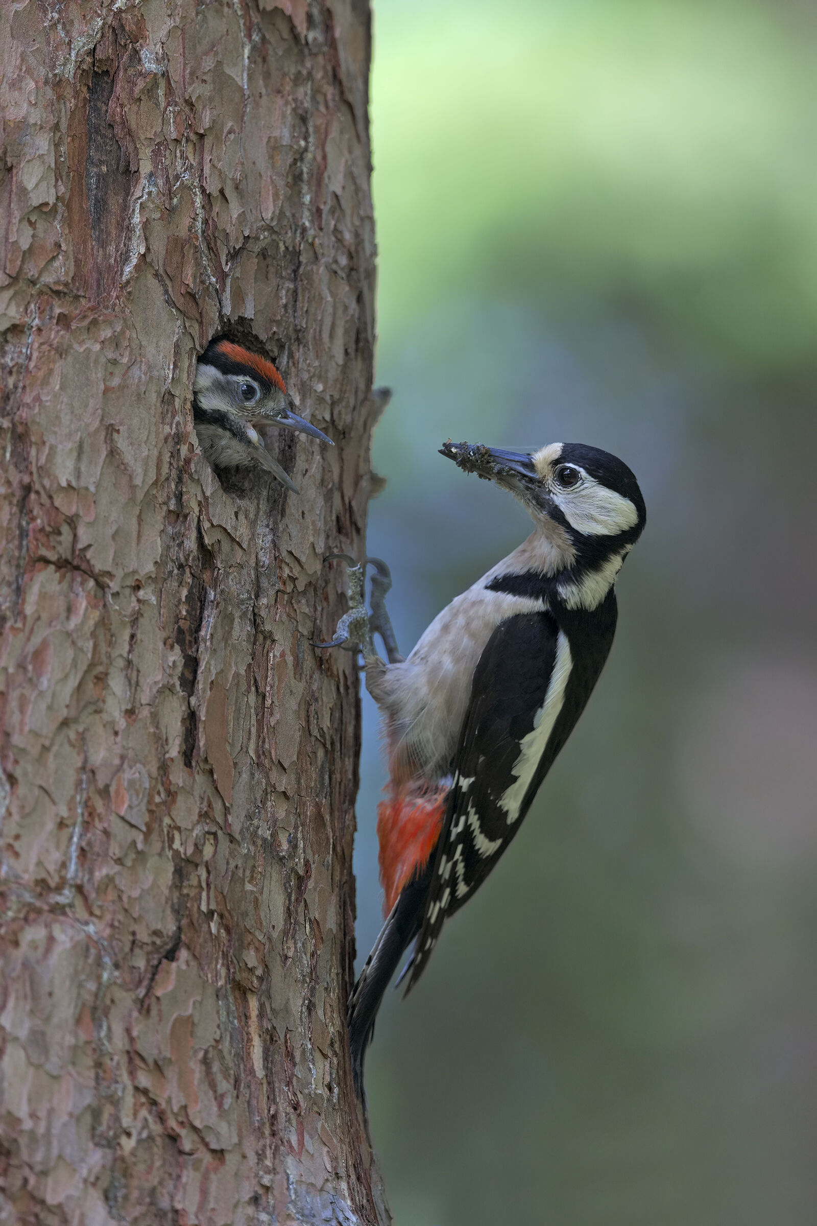 Picchio rosso maggiore