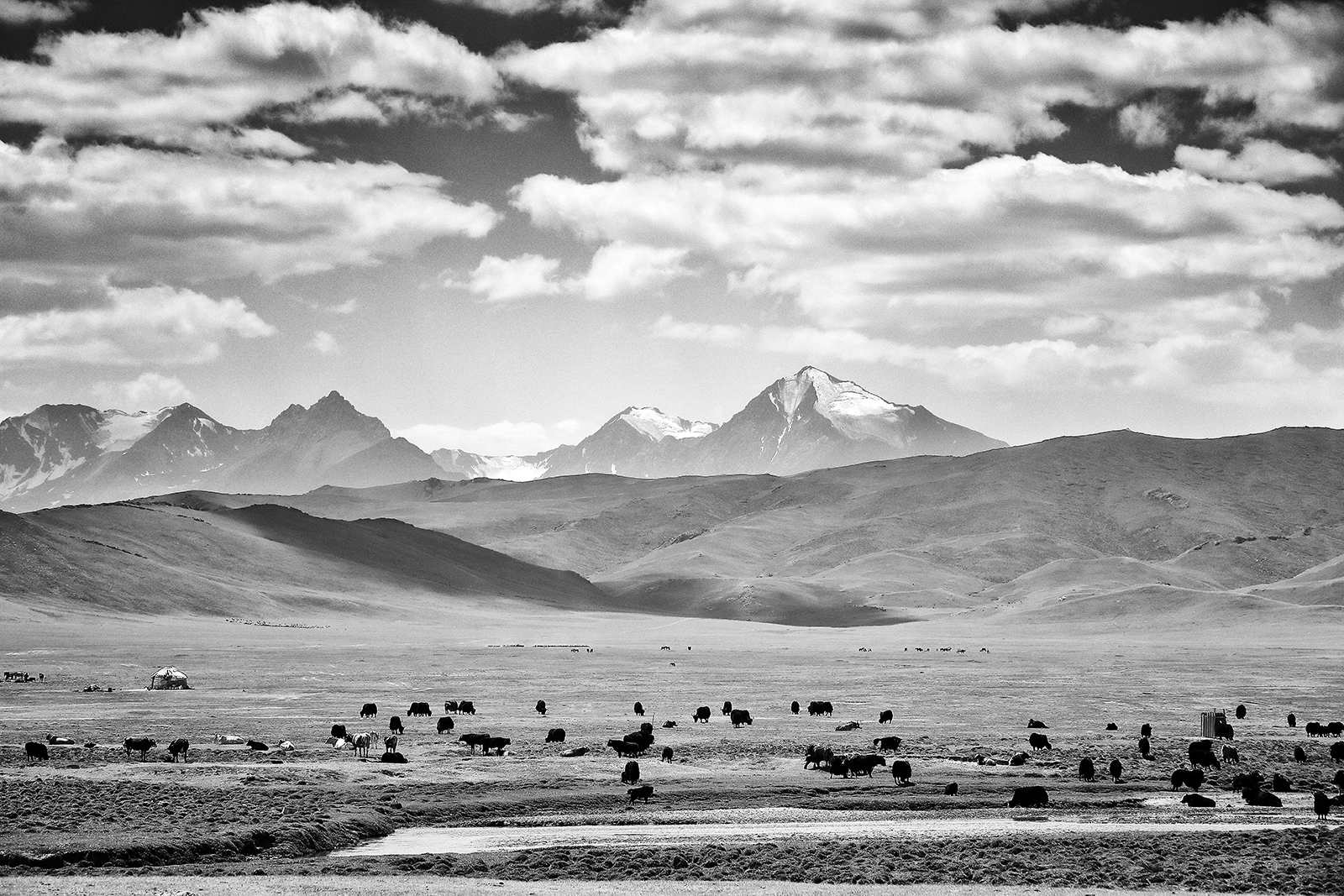 yak al pascolo - verso il valico Jalpak