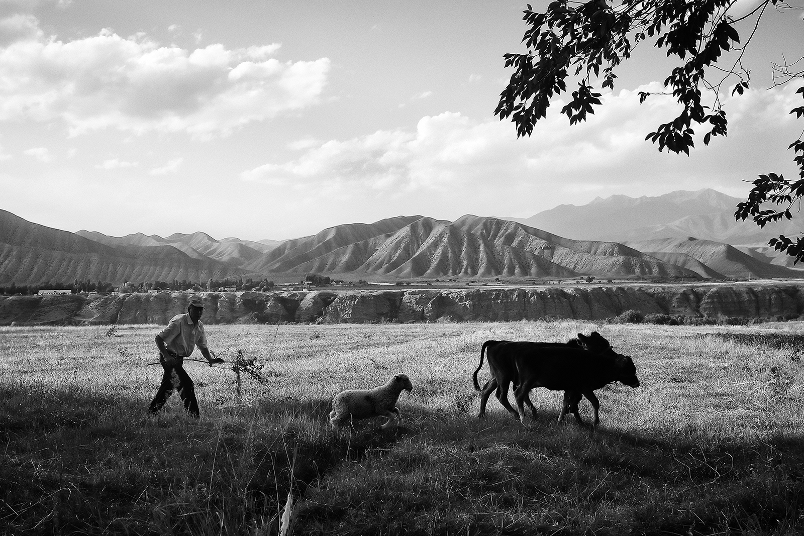 scena di vita rurale