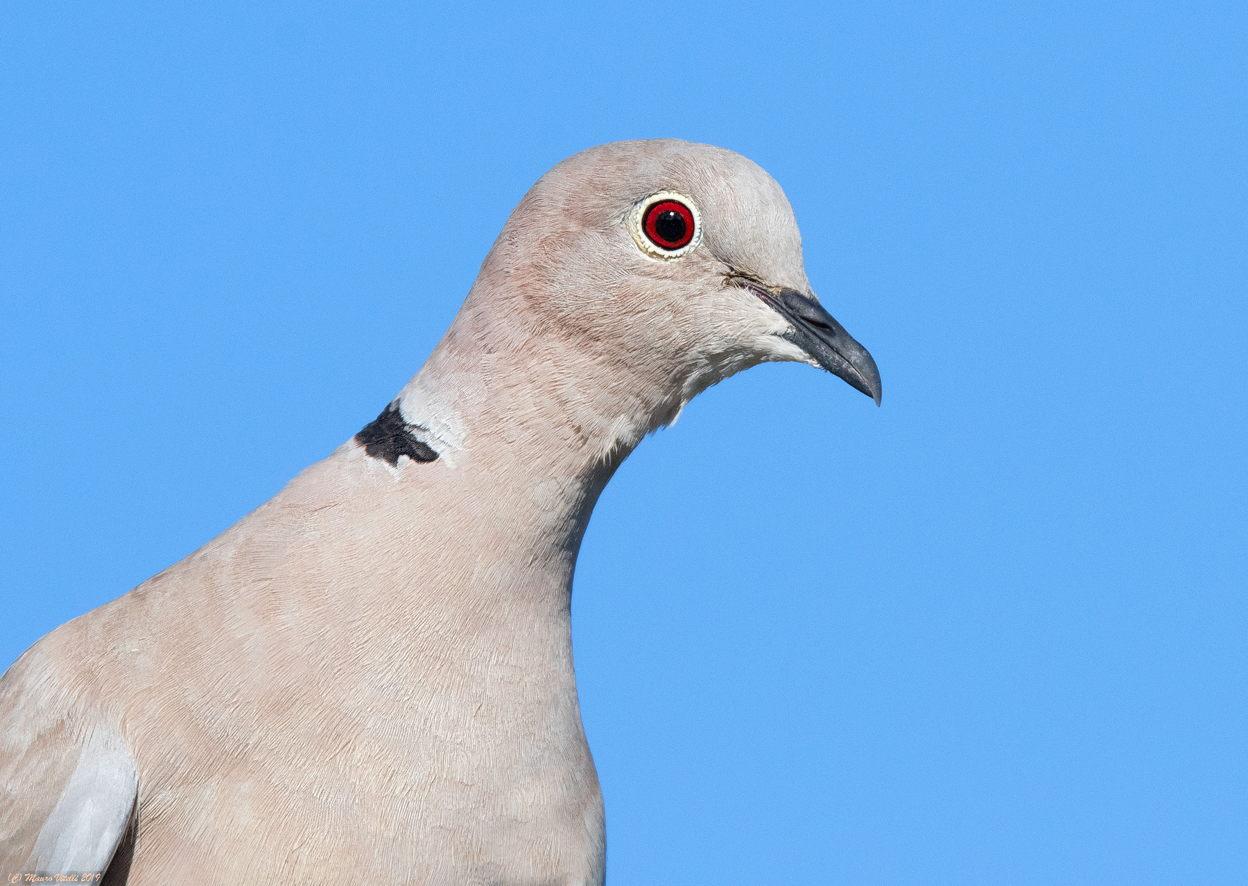 Collar edchlear (Streptopelia decaocto)