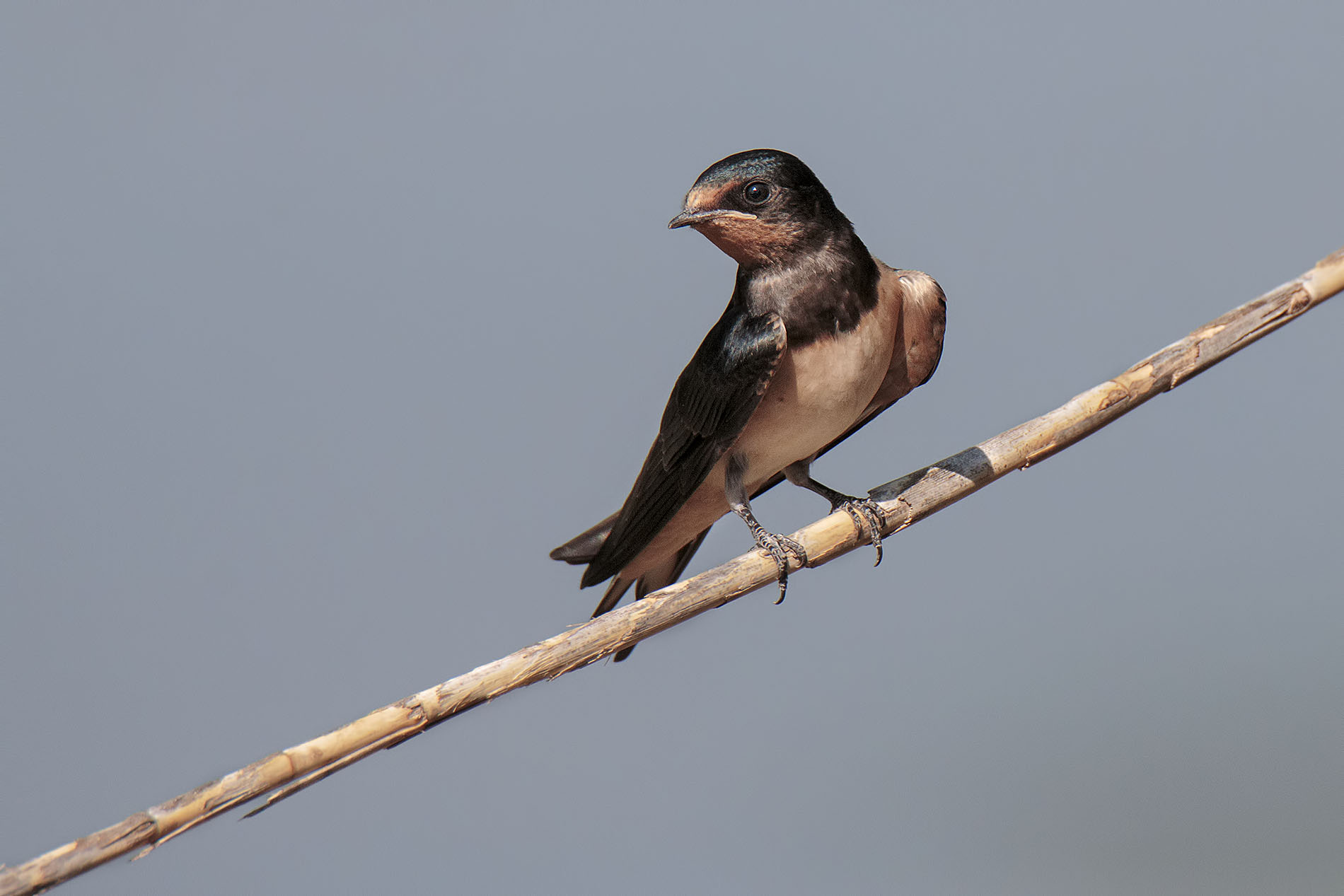 Swallow