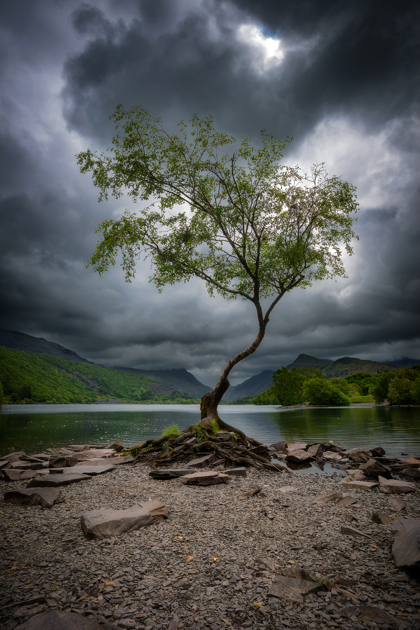 the lone tree
