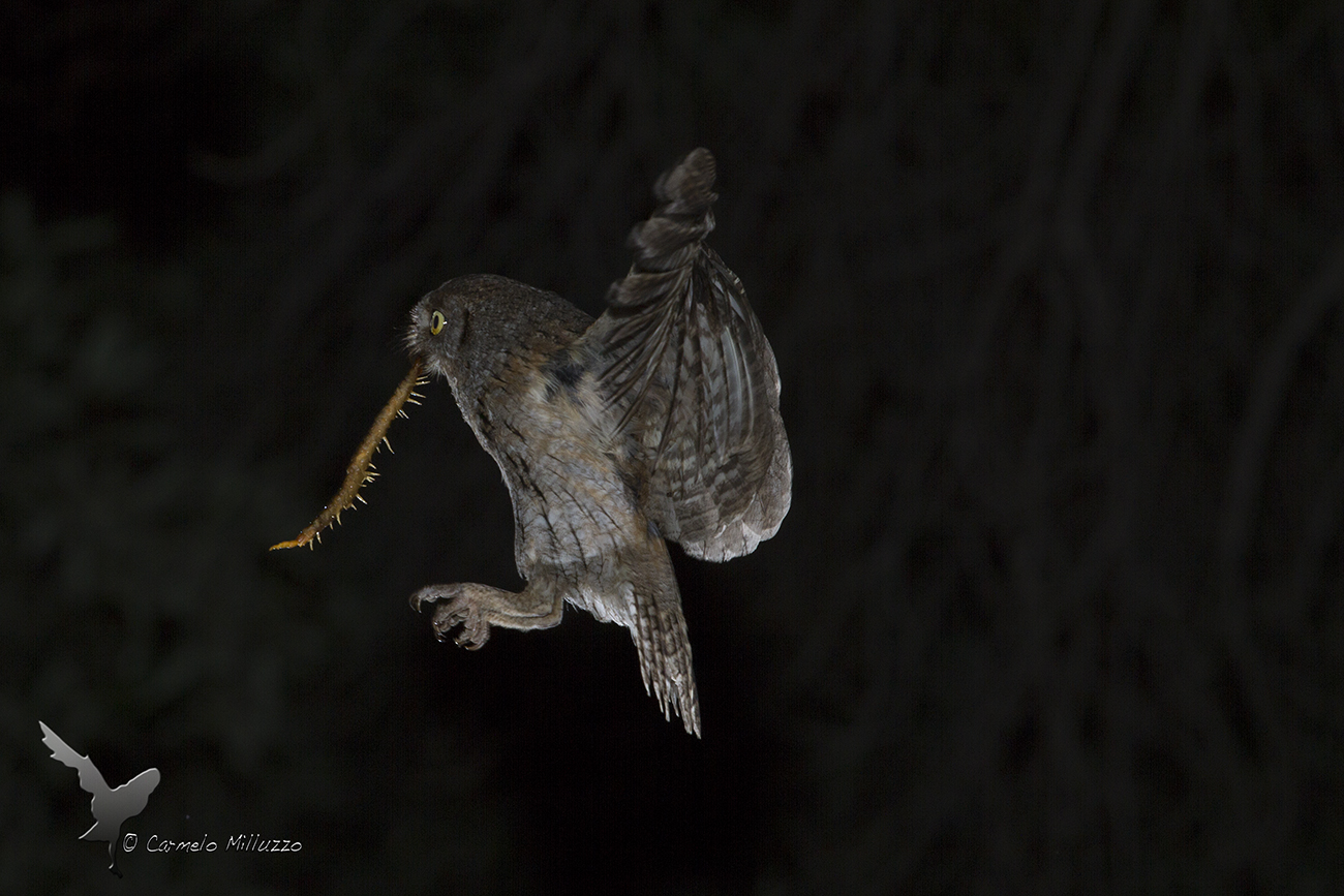 L'assiolo e la scolopendra _Otus scops_