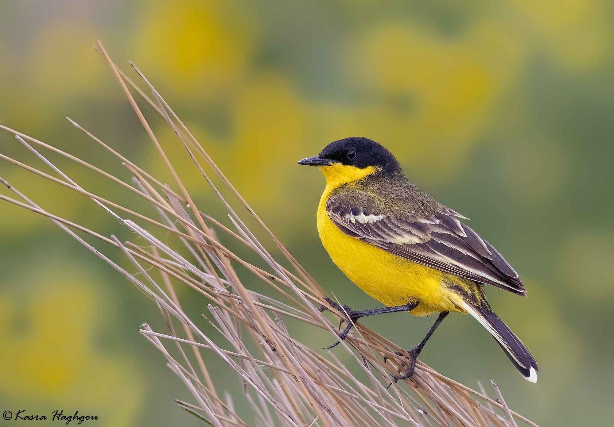 Yellow Wagtail