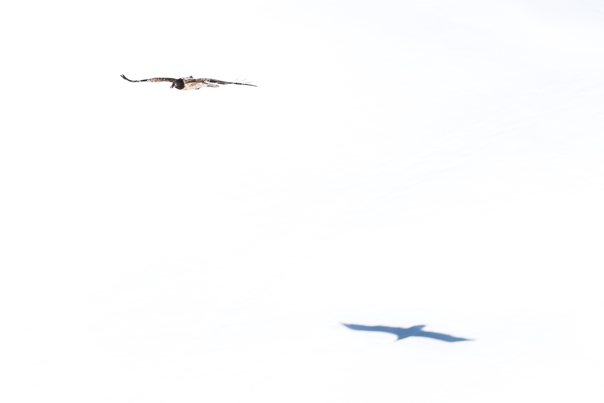 The Shadow of the Bearded