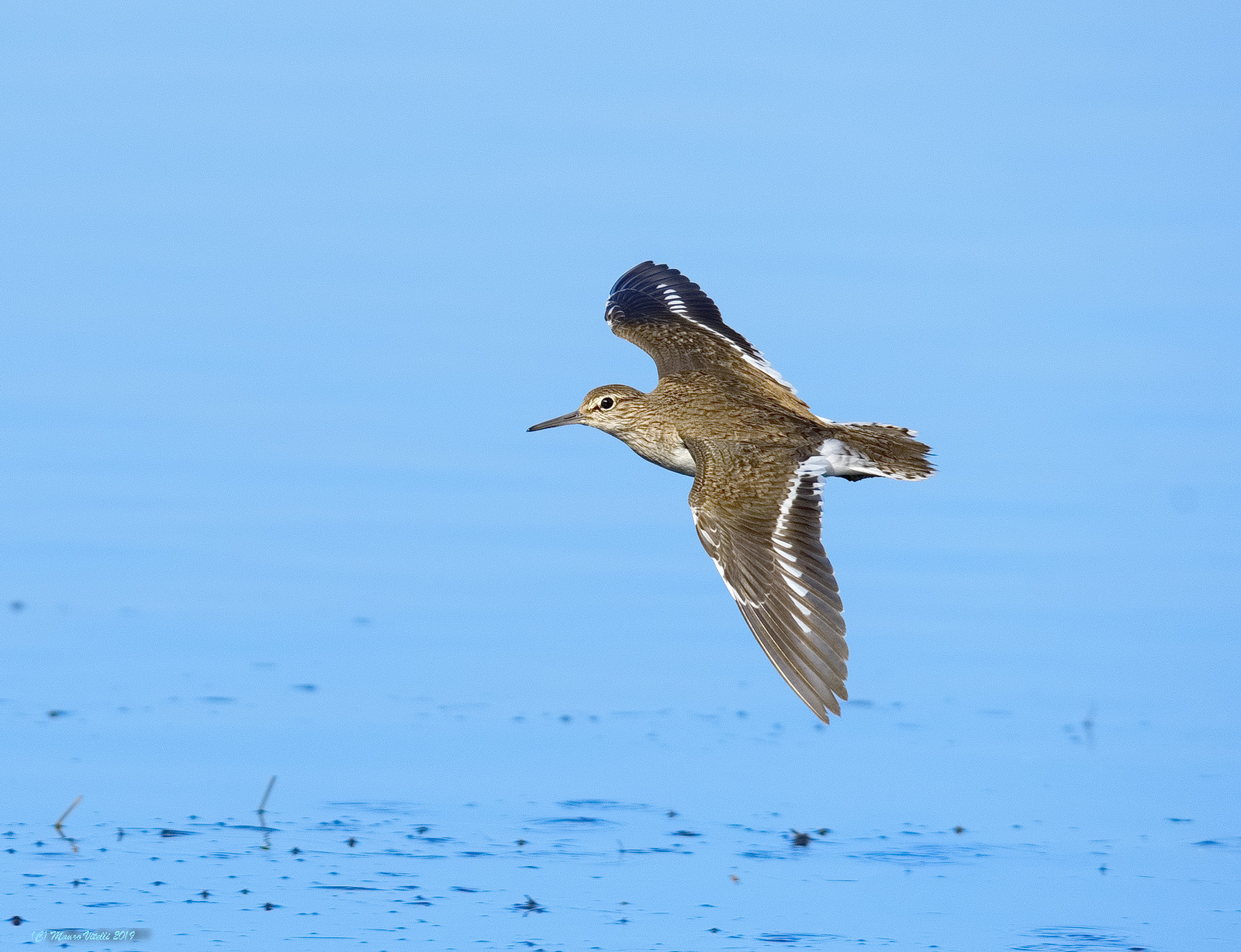 Small Pyro (Actitis hypoleucos)
