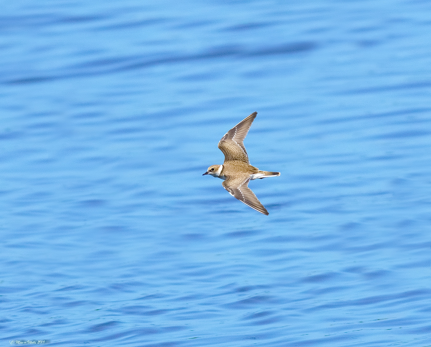 Corriere Grosso (Charadrius hiaticula)