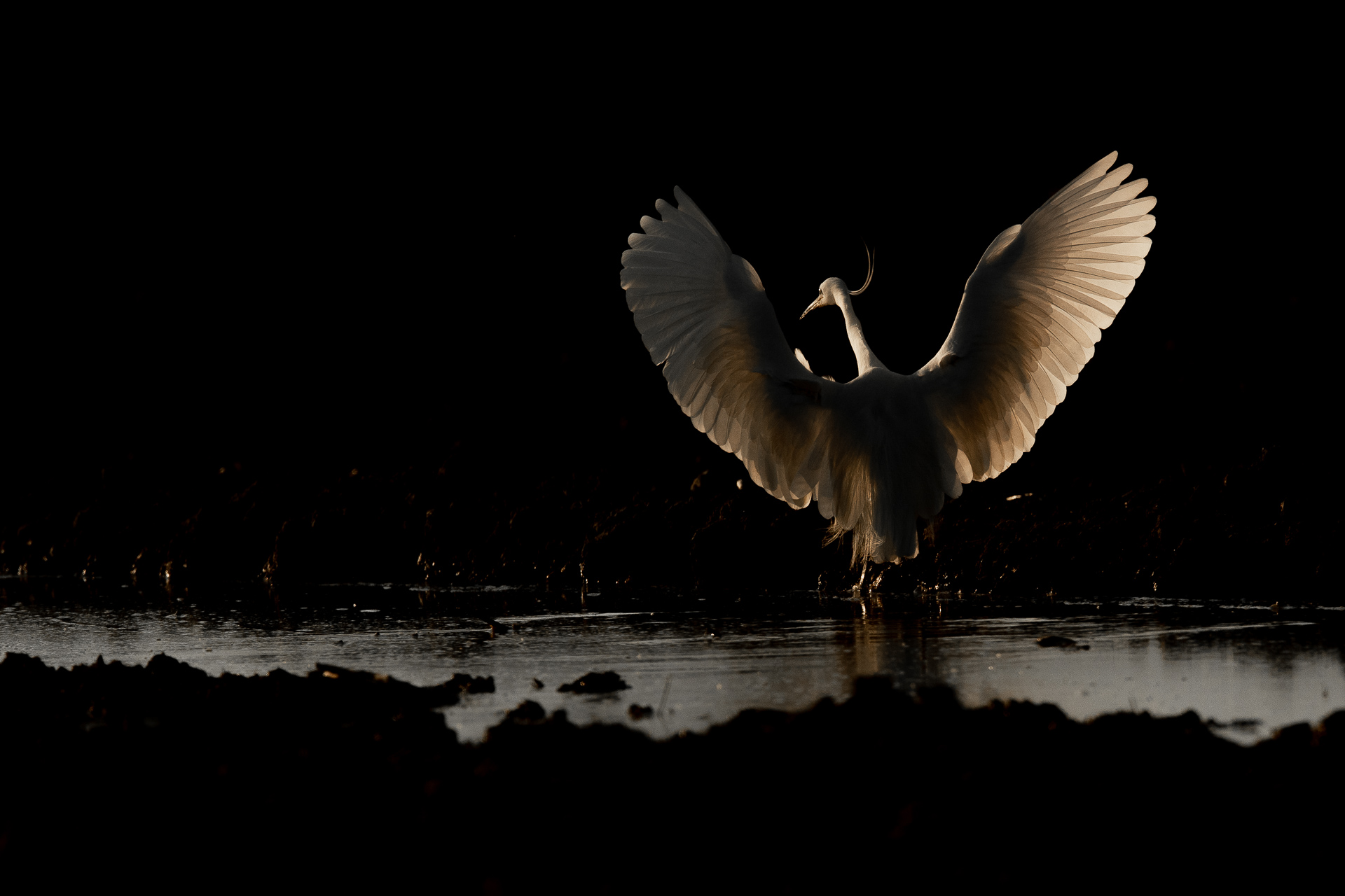The last ray of the egret