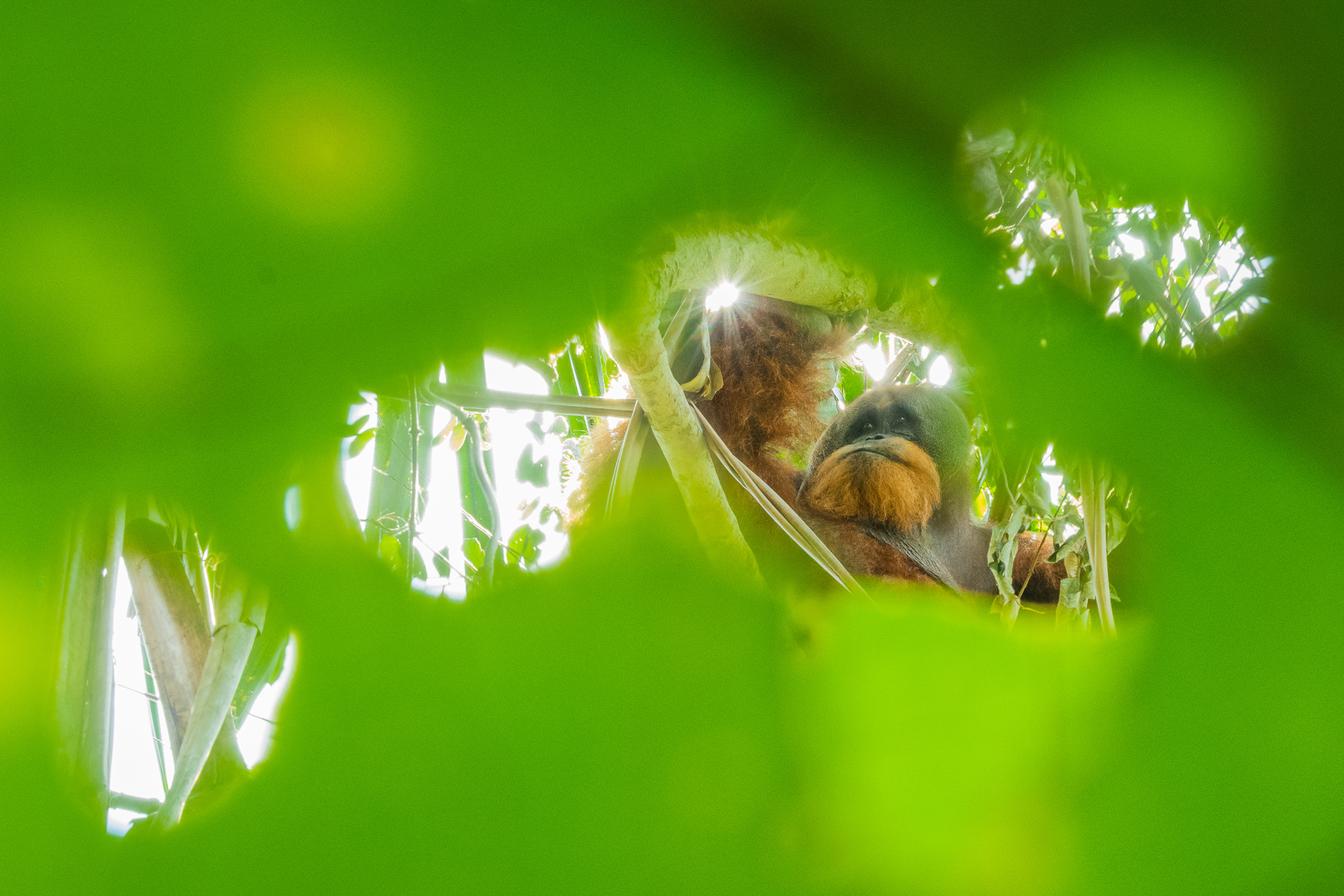 Among the large leaves