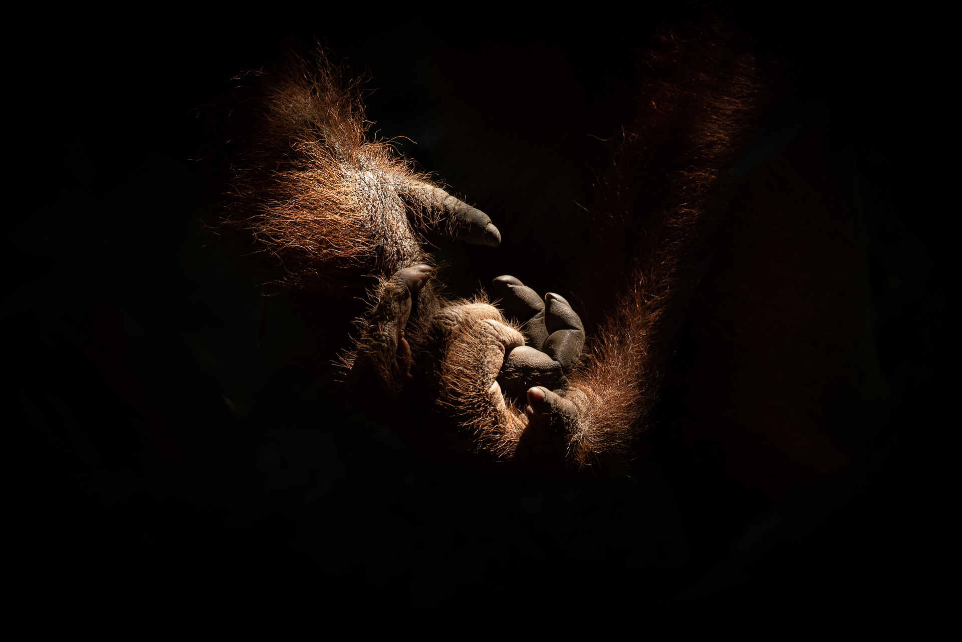 Let's save the orangutan!