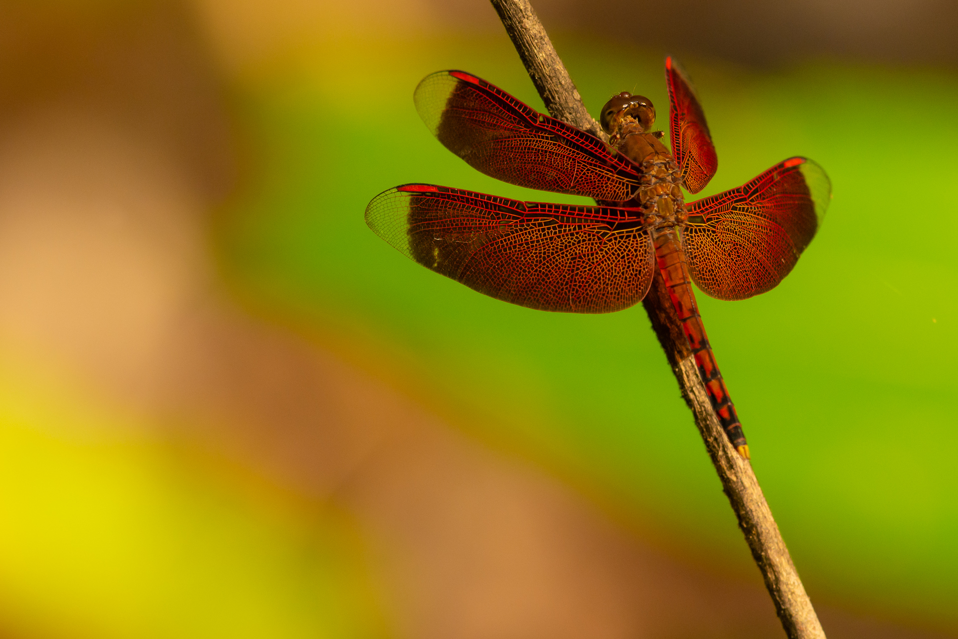 The colors of the dragonfly