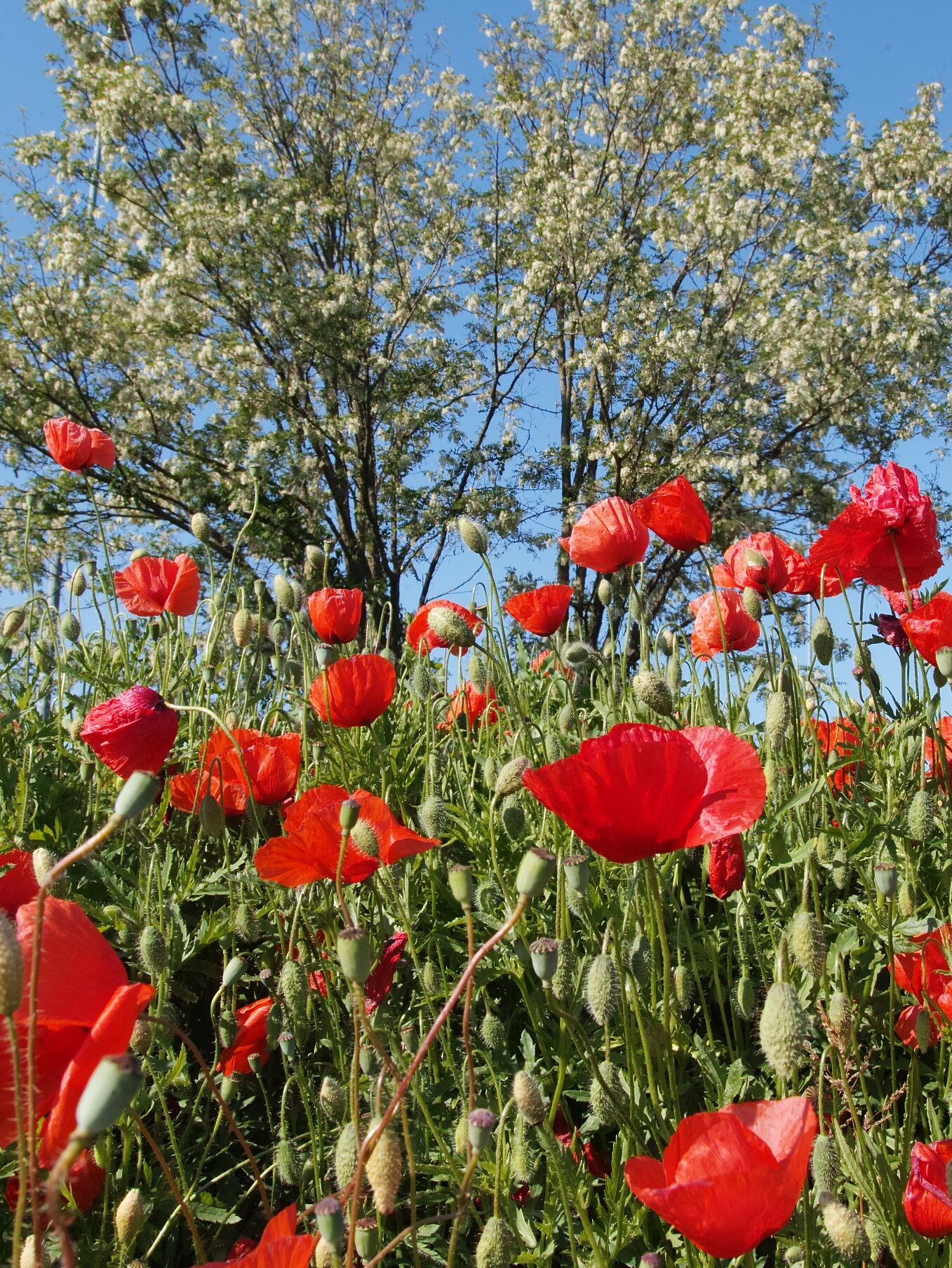 Papaveri e robinie lungo la Paullese