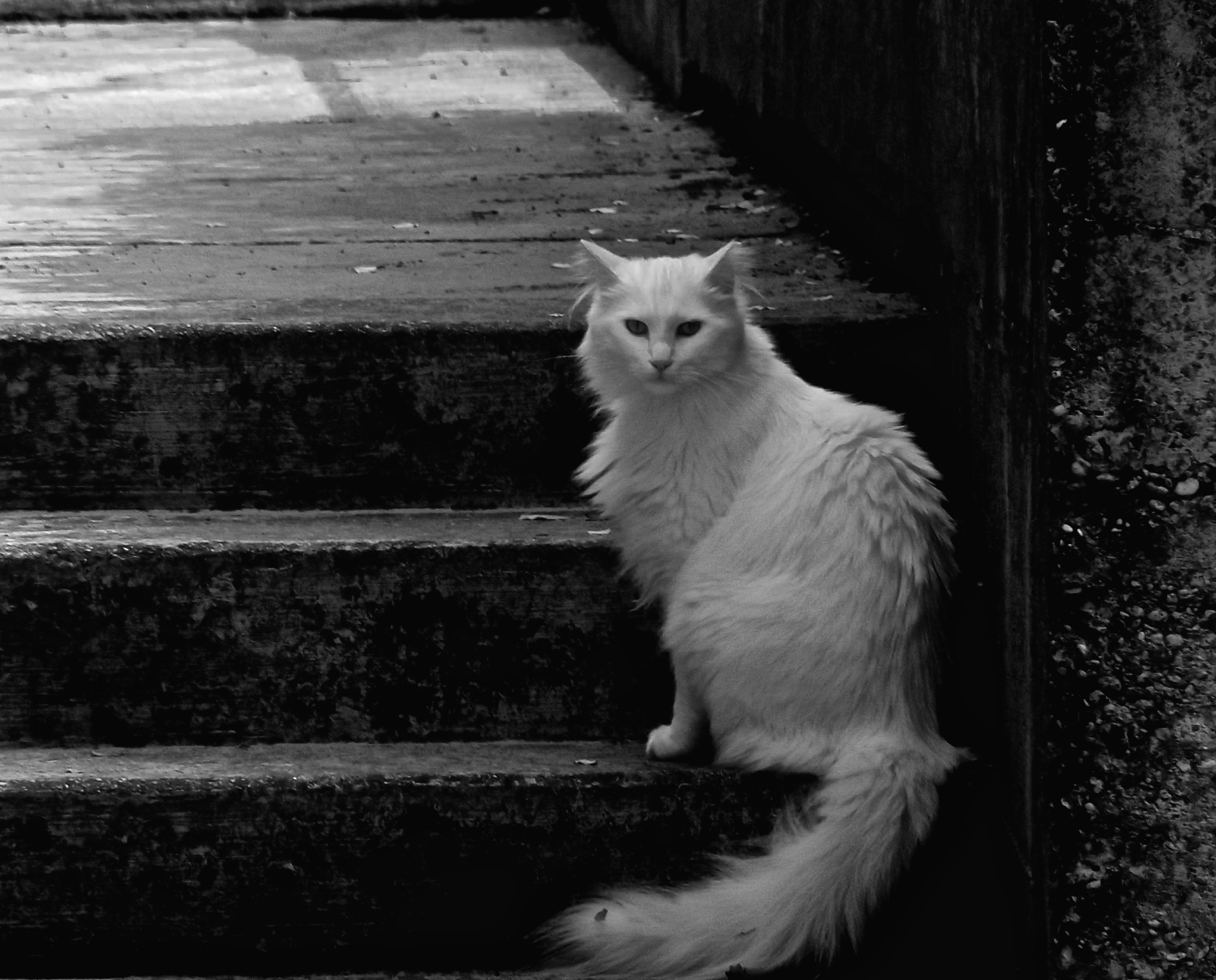 Gatta ai piedi di una scala