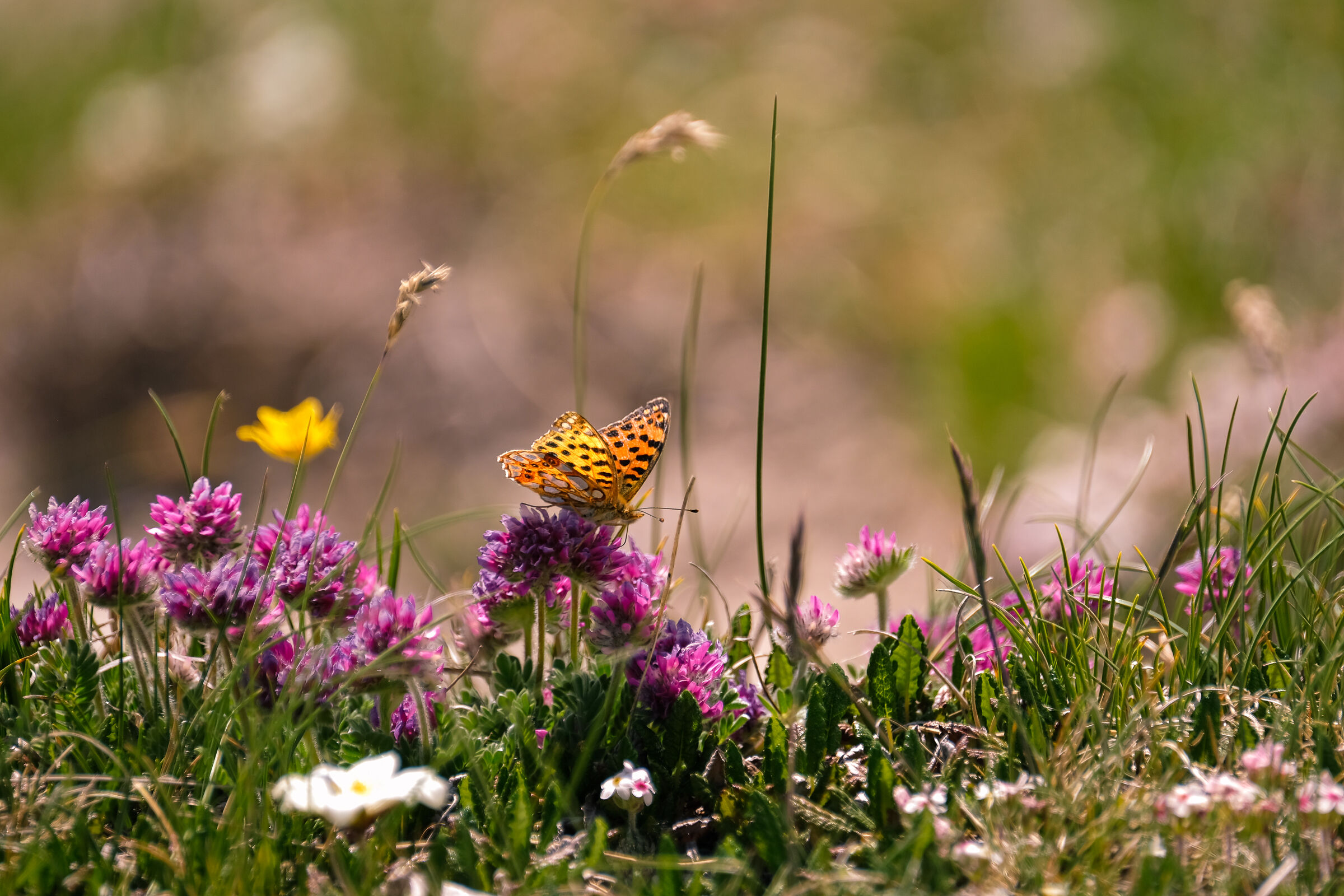 From flower to flower
