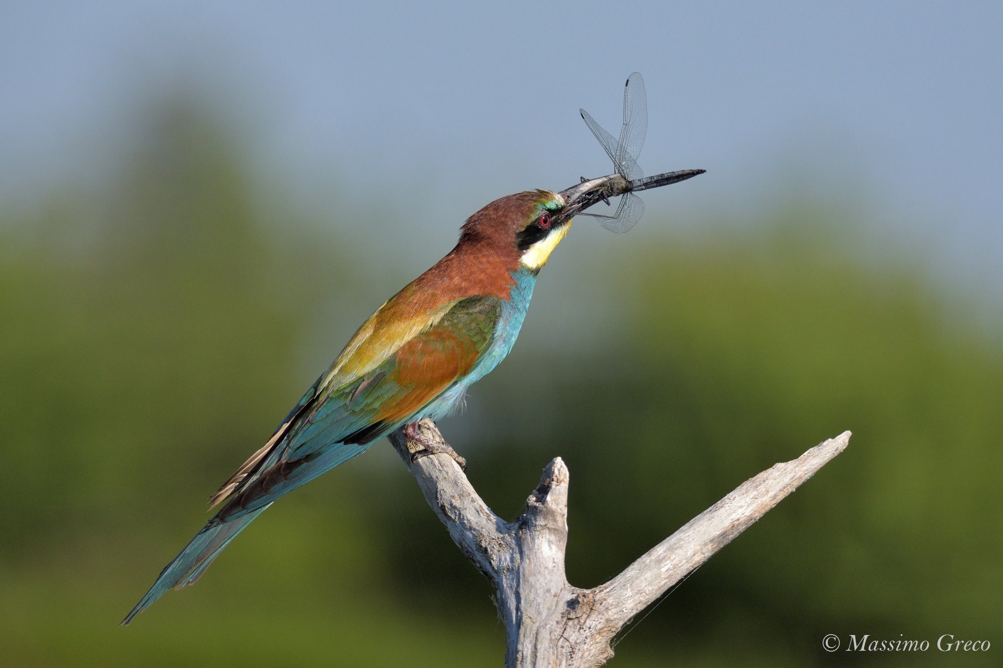 Gruccione with dragonfly