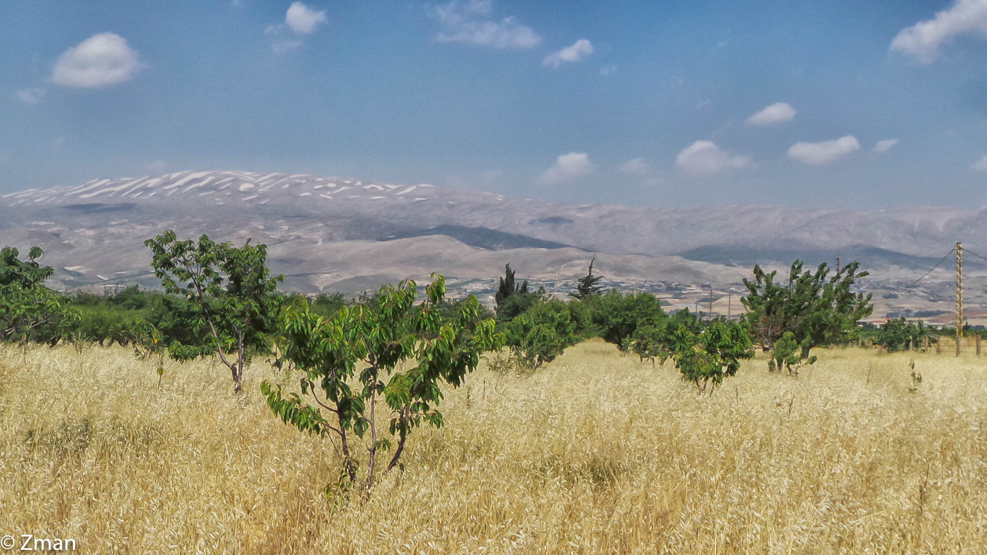 Bush, Trees and More