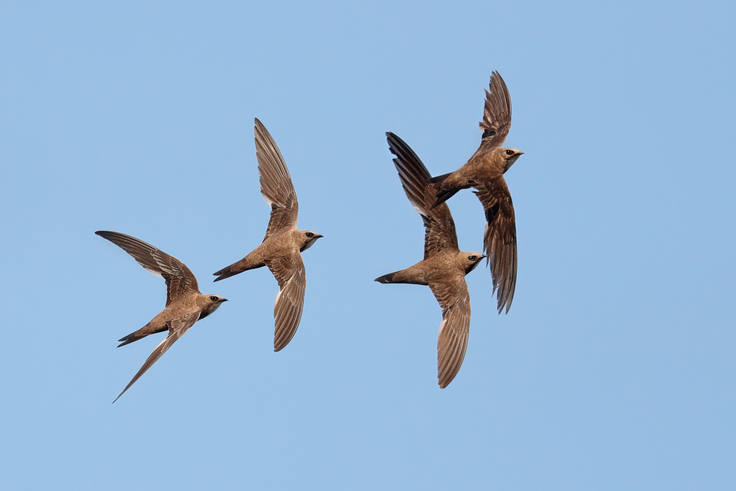 Major Swifts