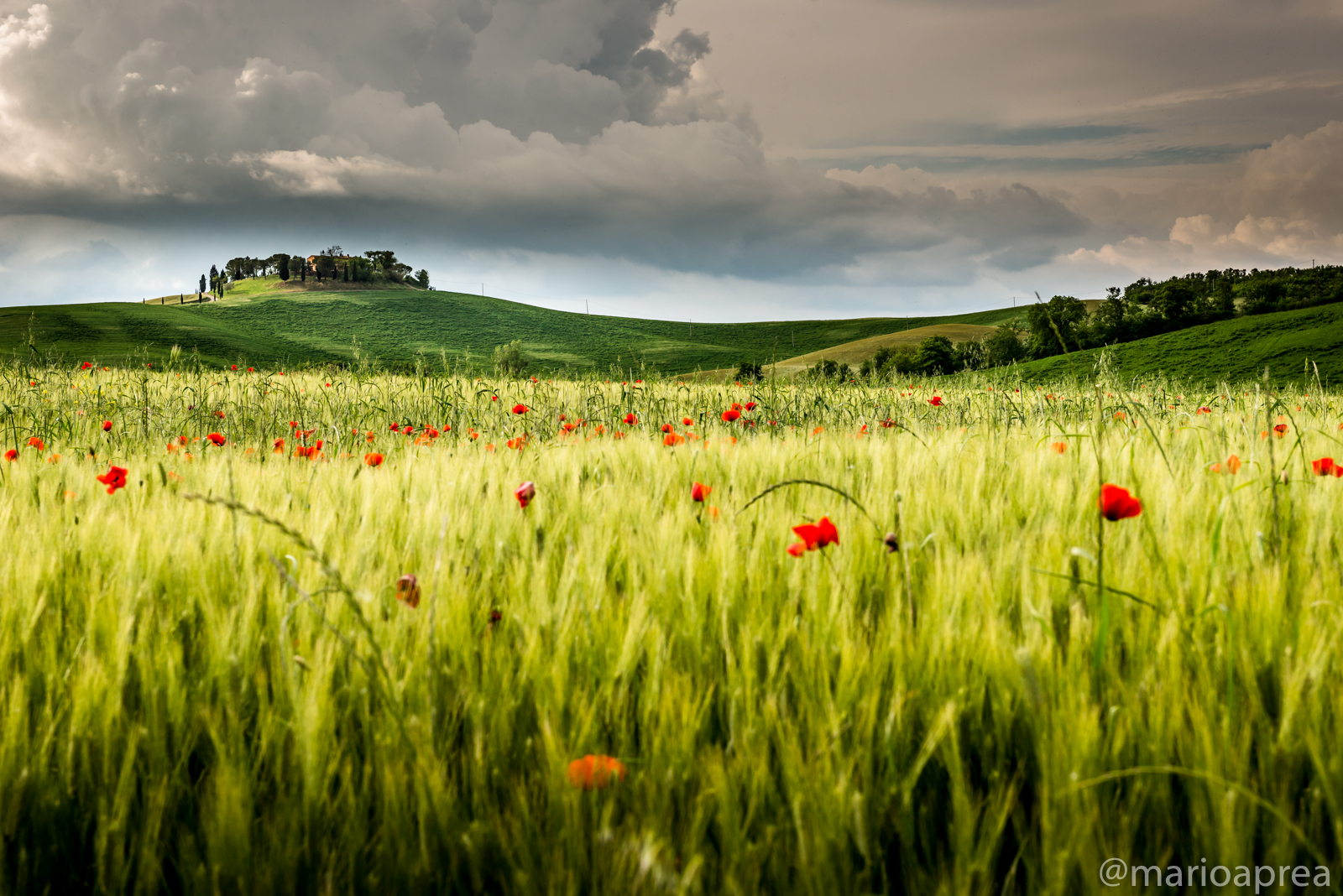 Sole su campo di papaveri