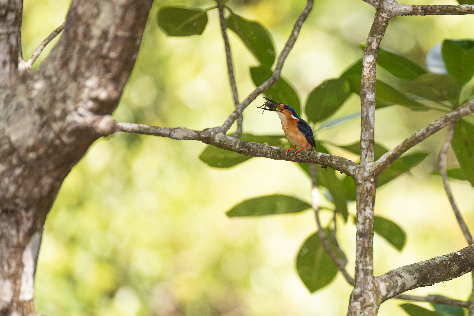 Among the mangroves