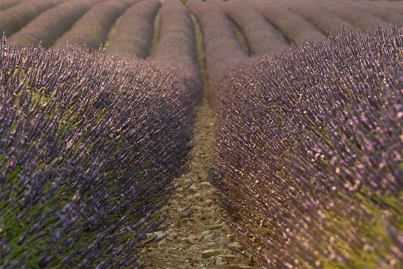 Lavender in Provence, Valensole