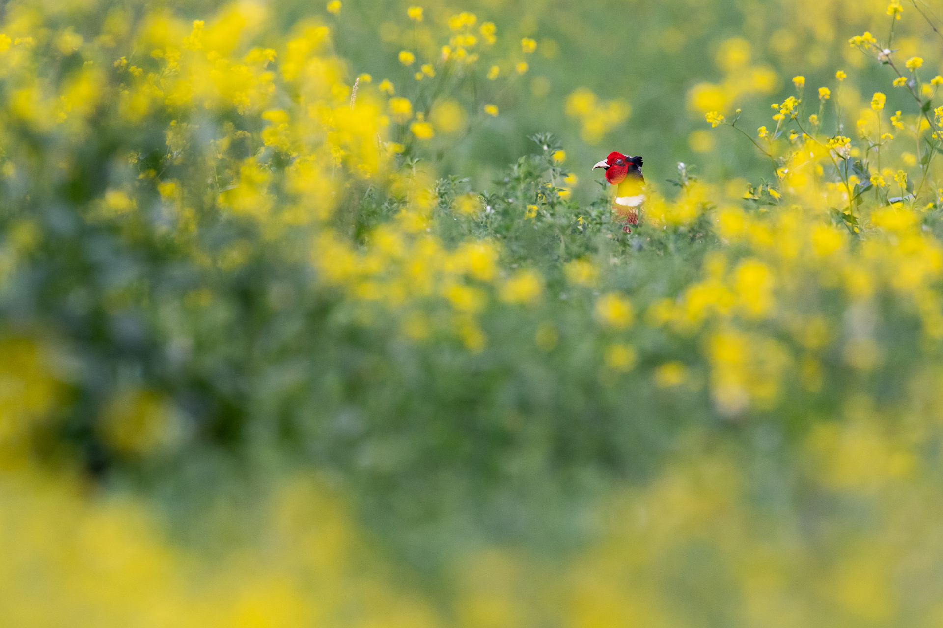 In rapeseed yellow
