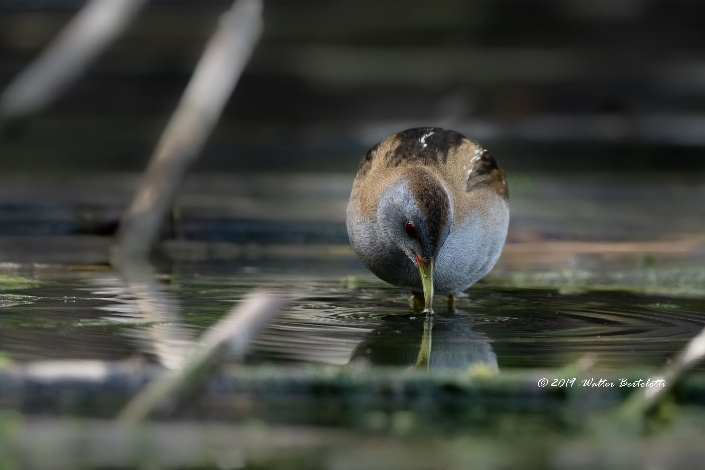 la vita nel canneto - schiribilla