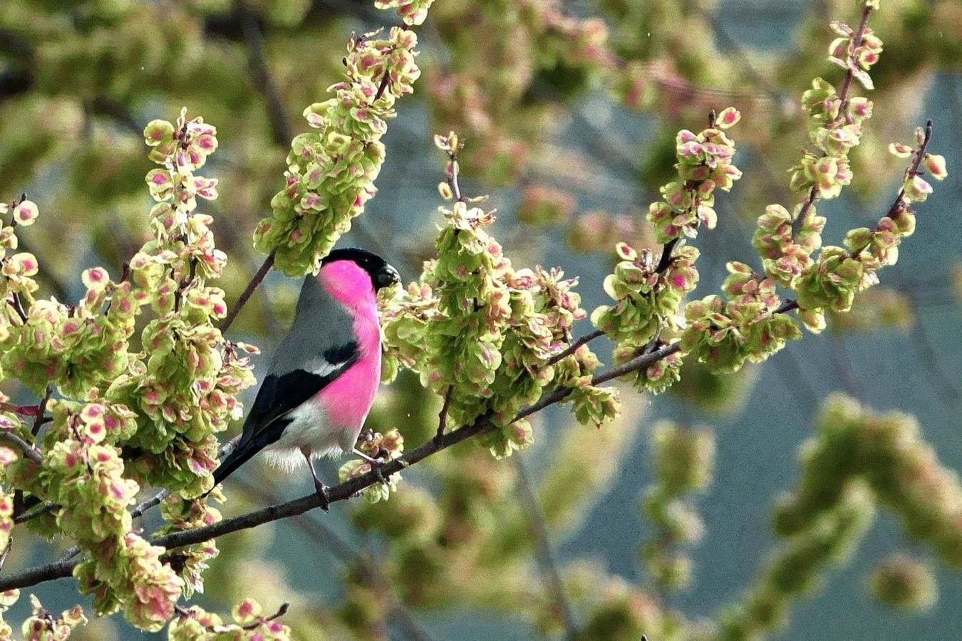 ciuffolotto e frutti dell'olmo