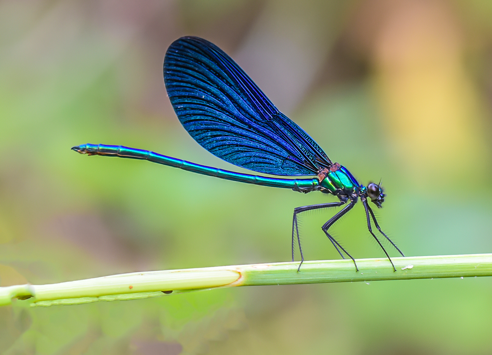 Calopteryx splendens
