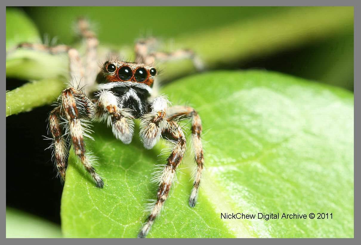 Jumping spider