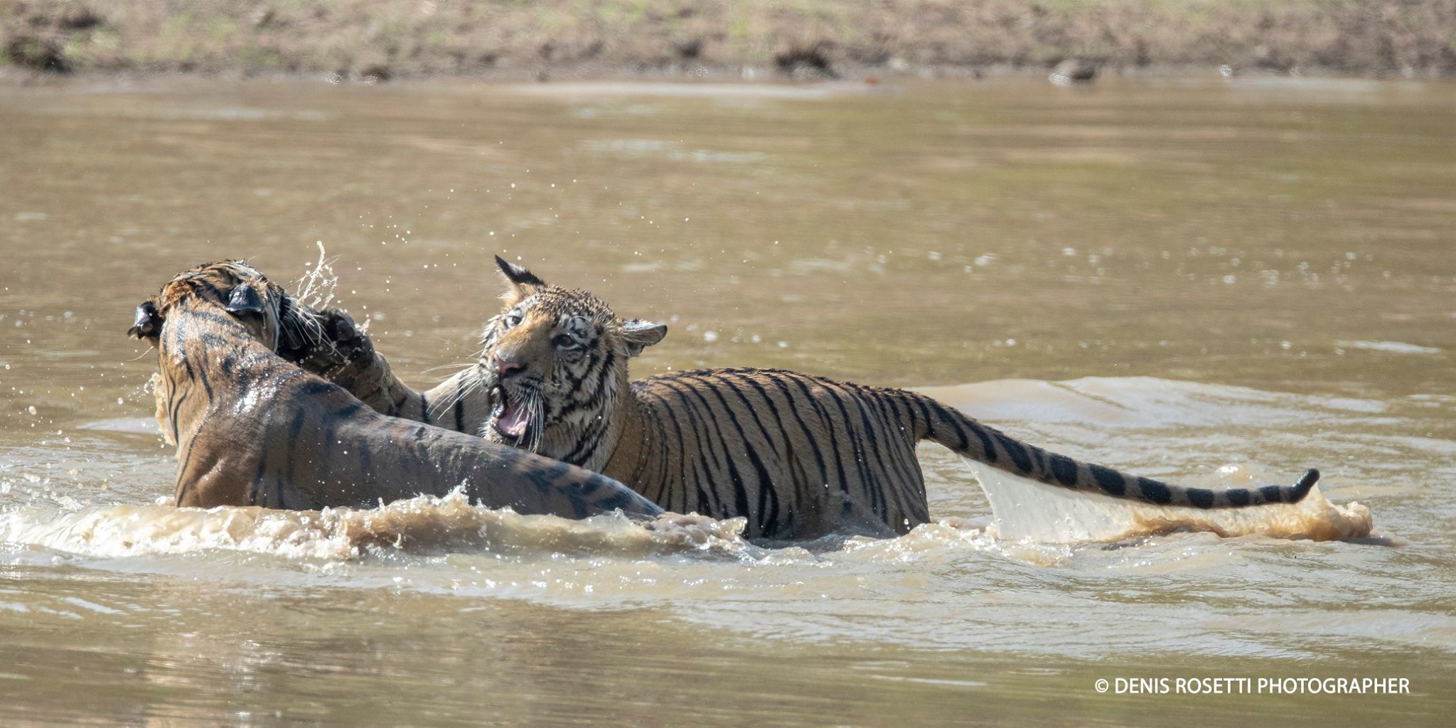 2 tiger brothers play in the water