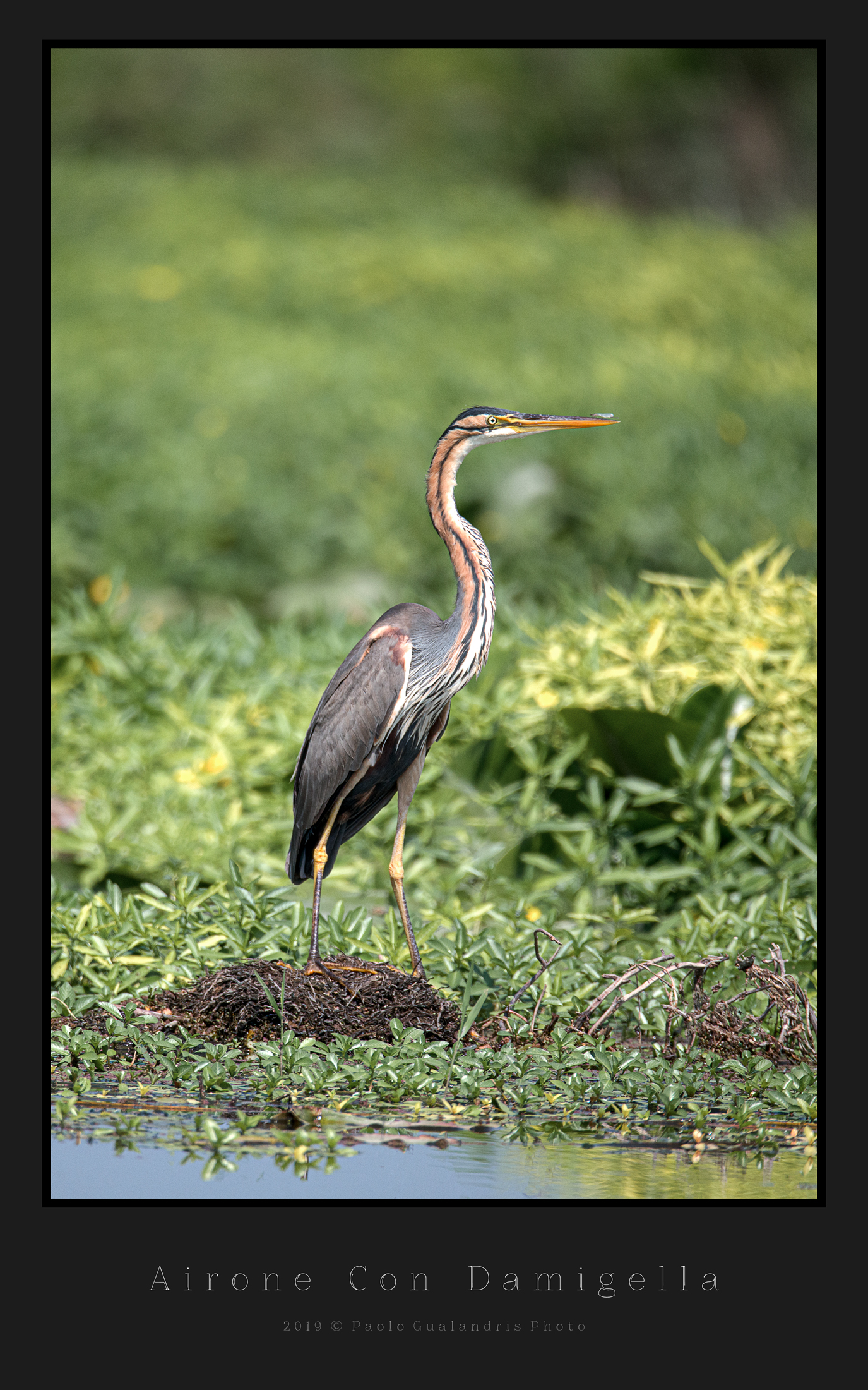 Heron With Bridesmaid