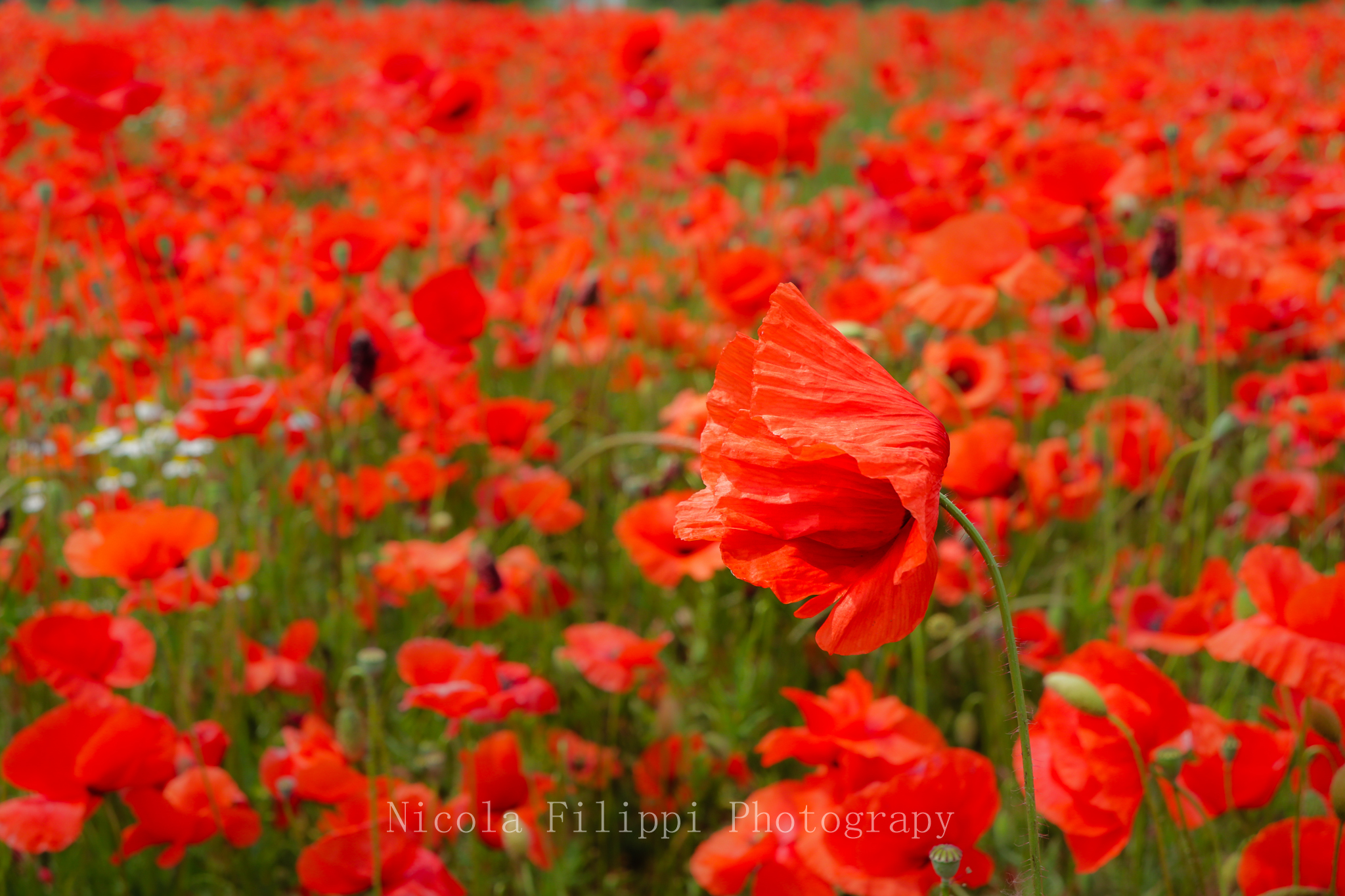 Poppies