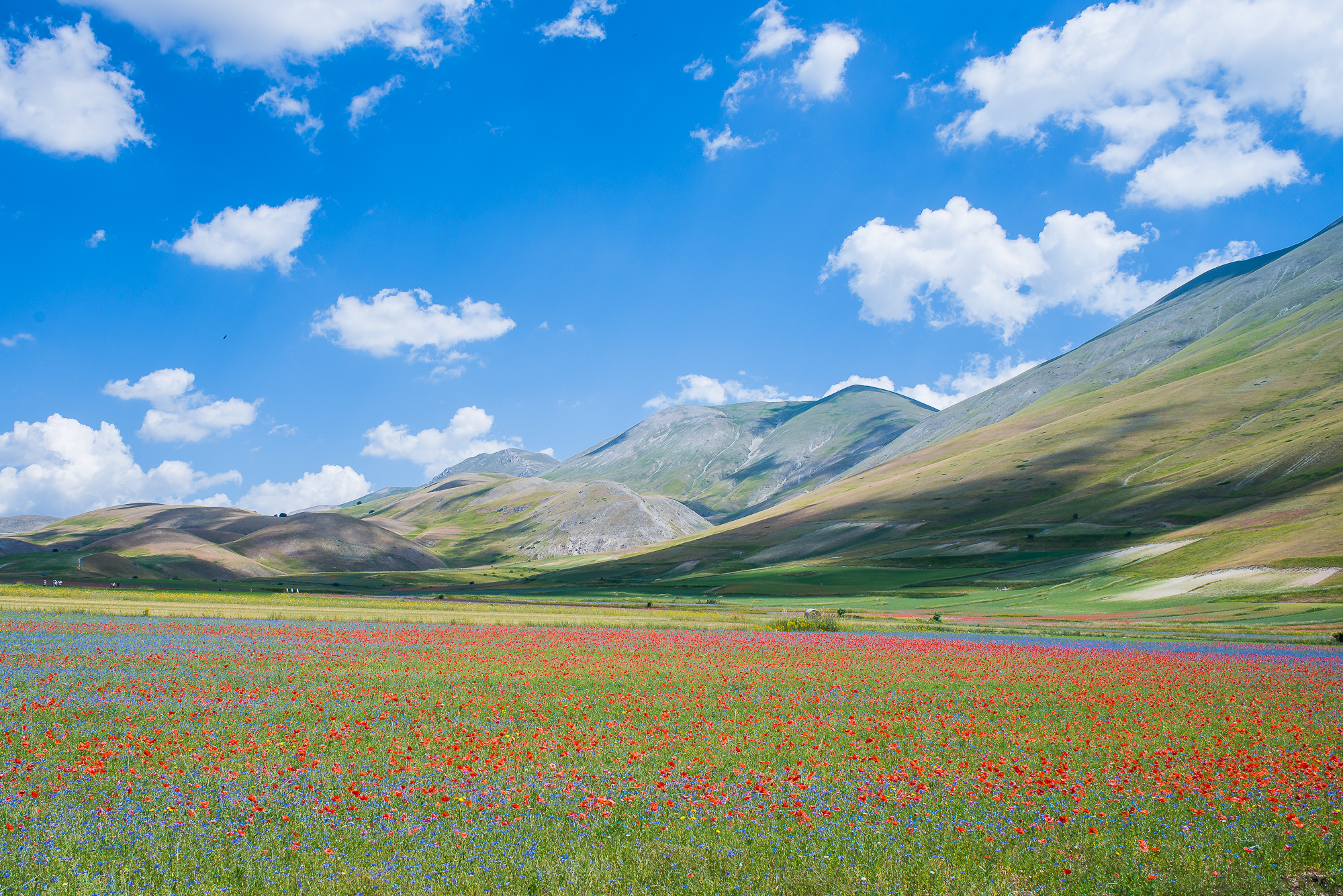 Castelluccio July 2019