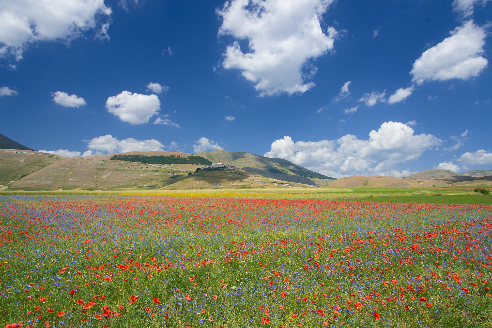 Castelluccio luglio 2019
