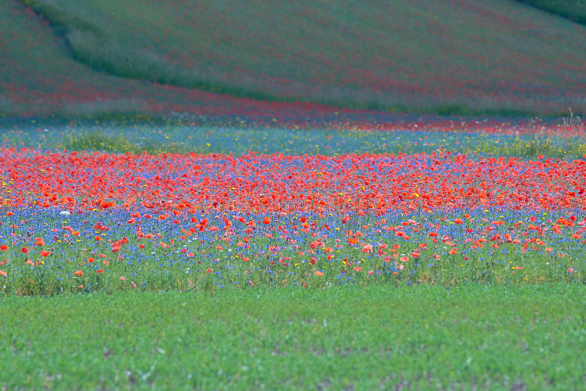 Castelluccio luglio 2019