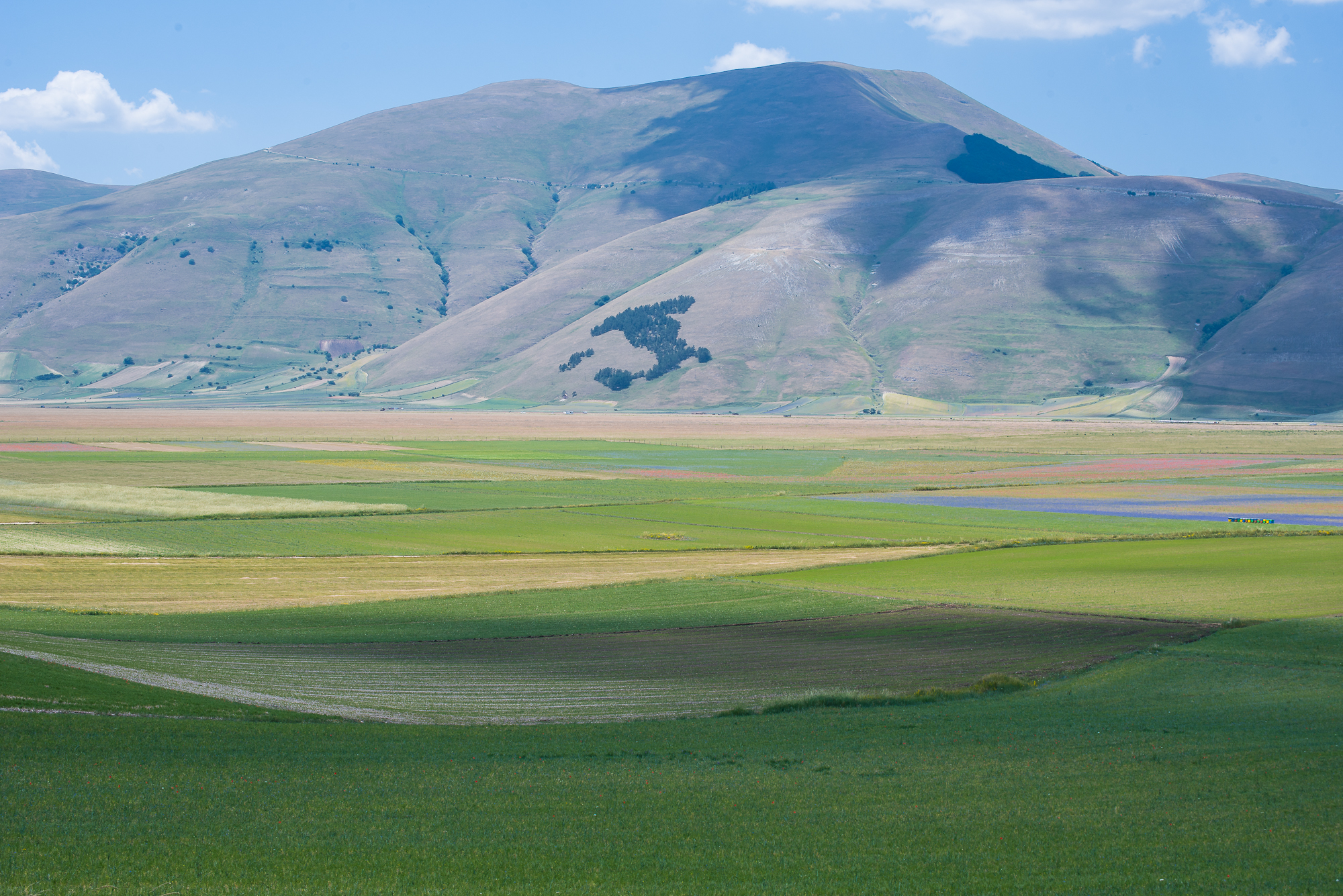 Castelluccio luglio 2019