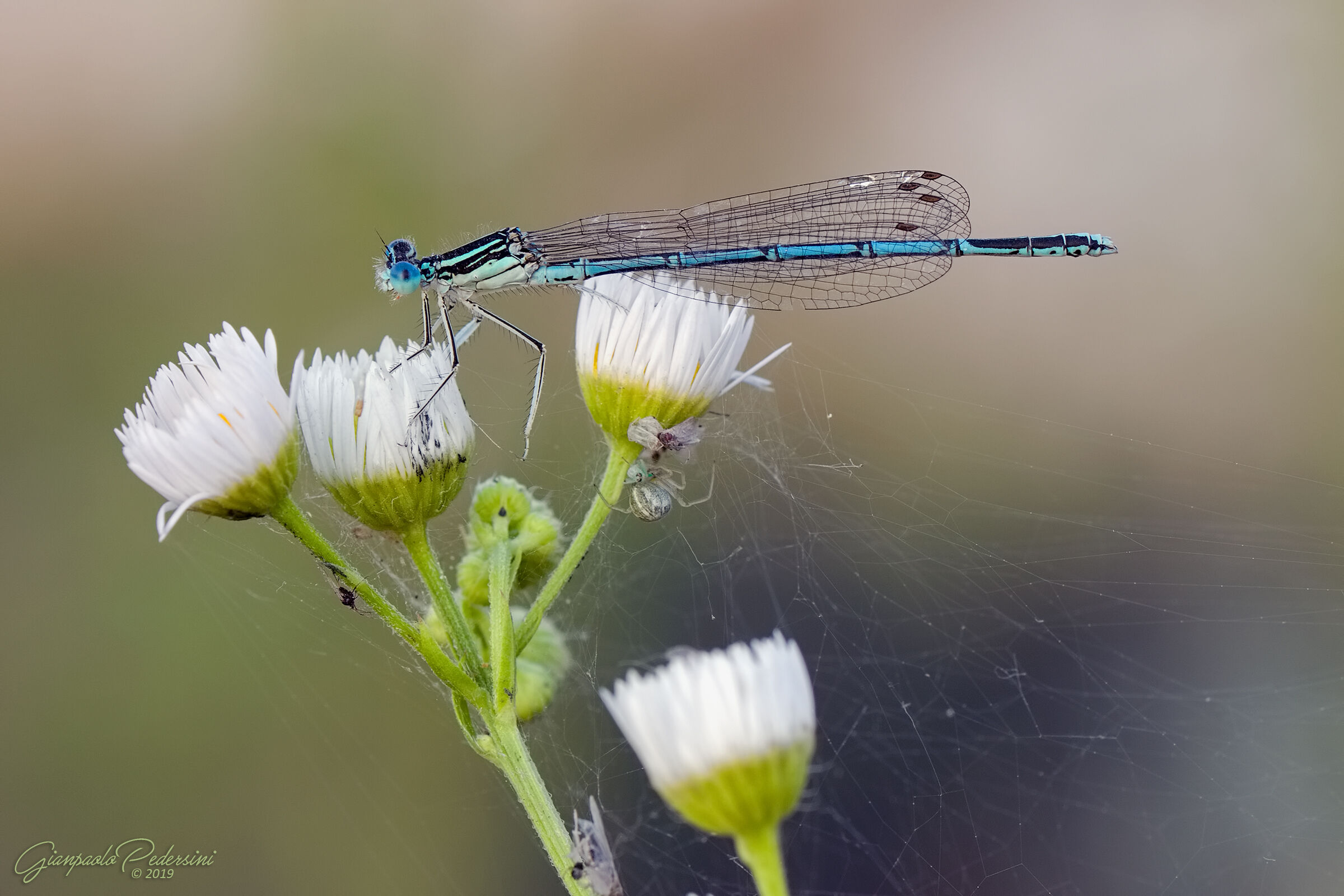 Beware of the spider