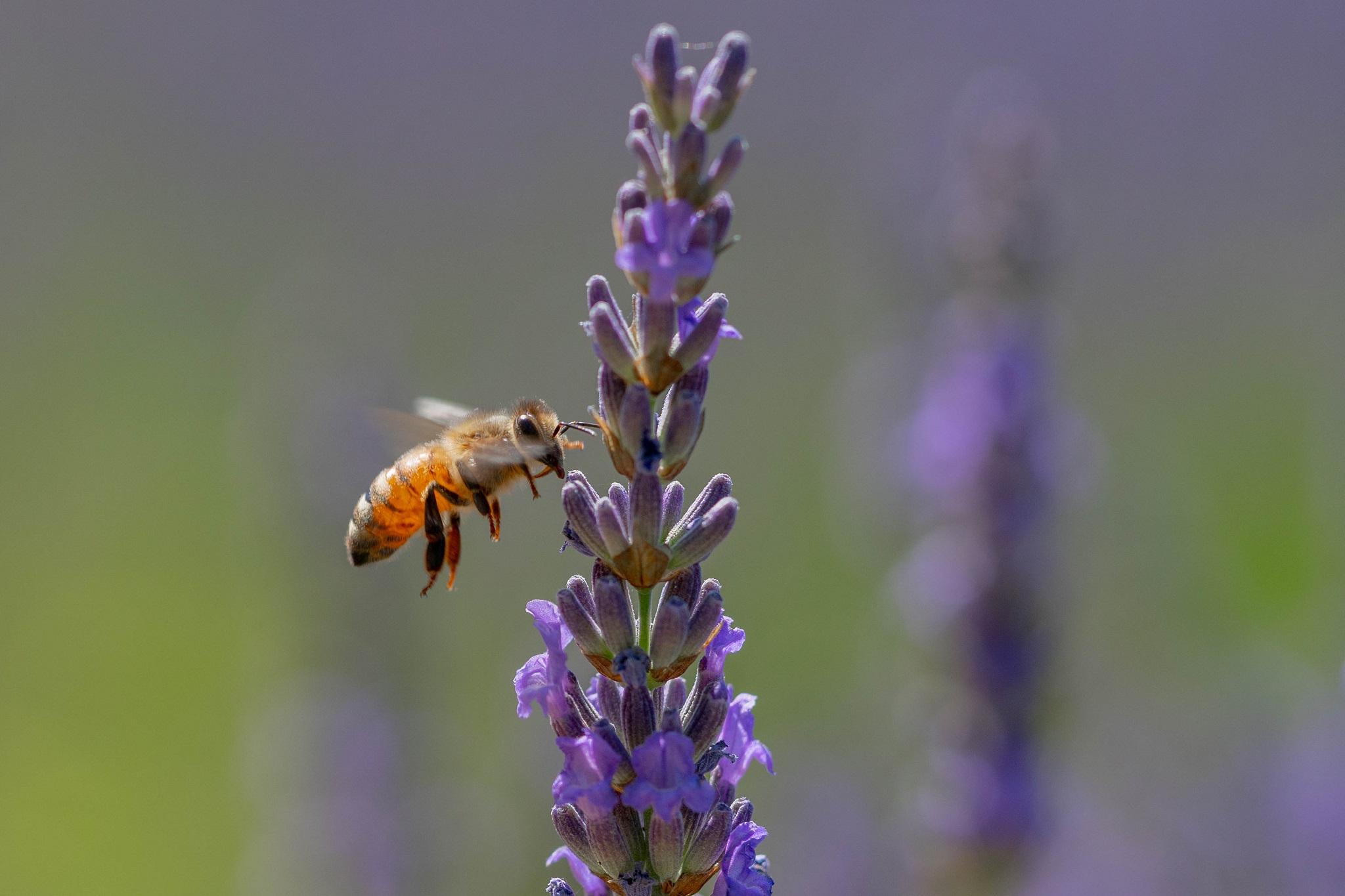 In atterraggio sul fiore di lavanda.