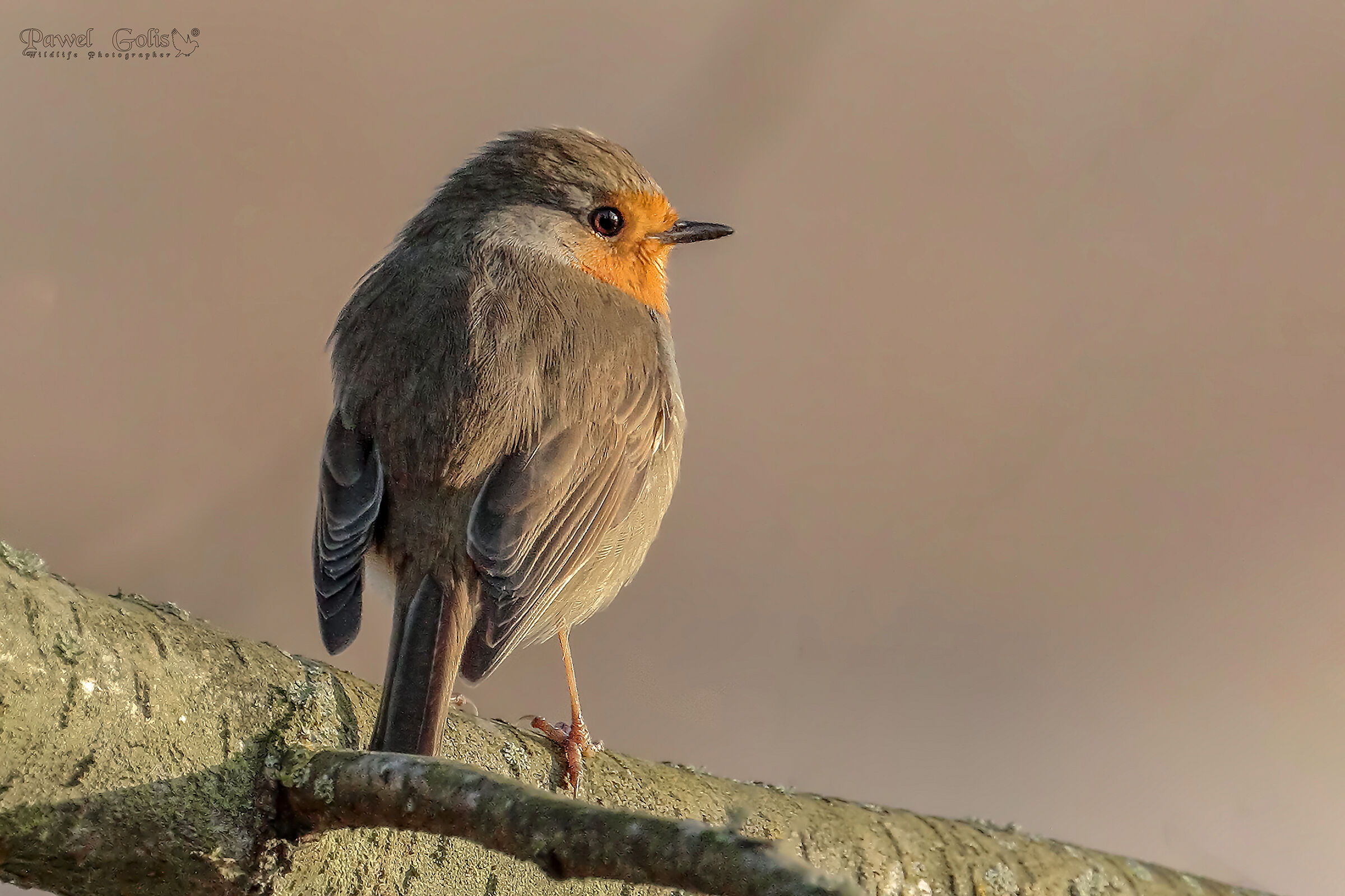 Pettirosso europeo (Erithacus rubecula)