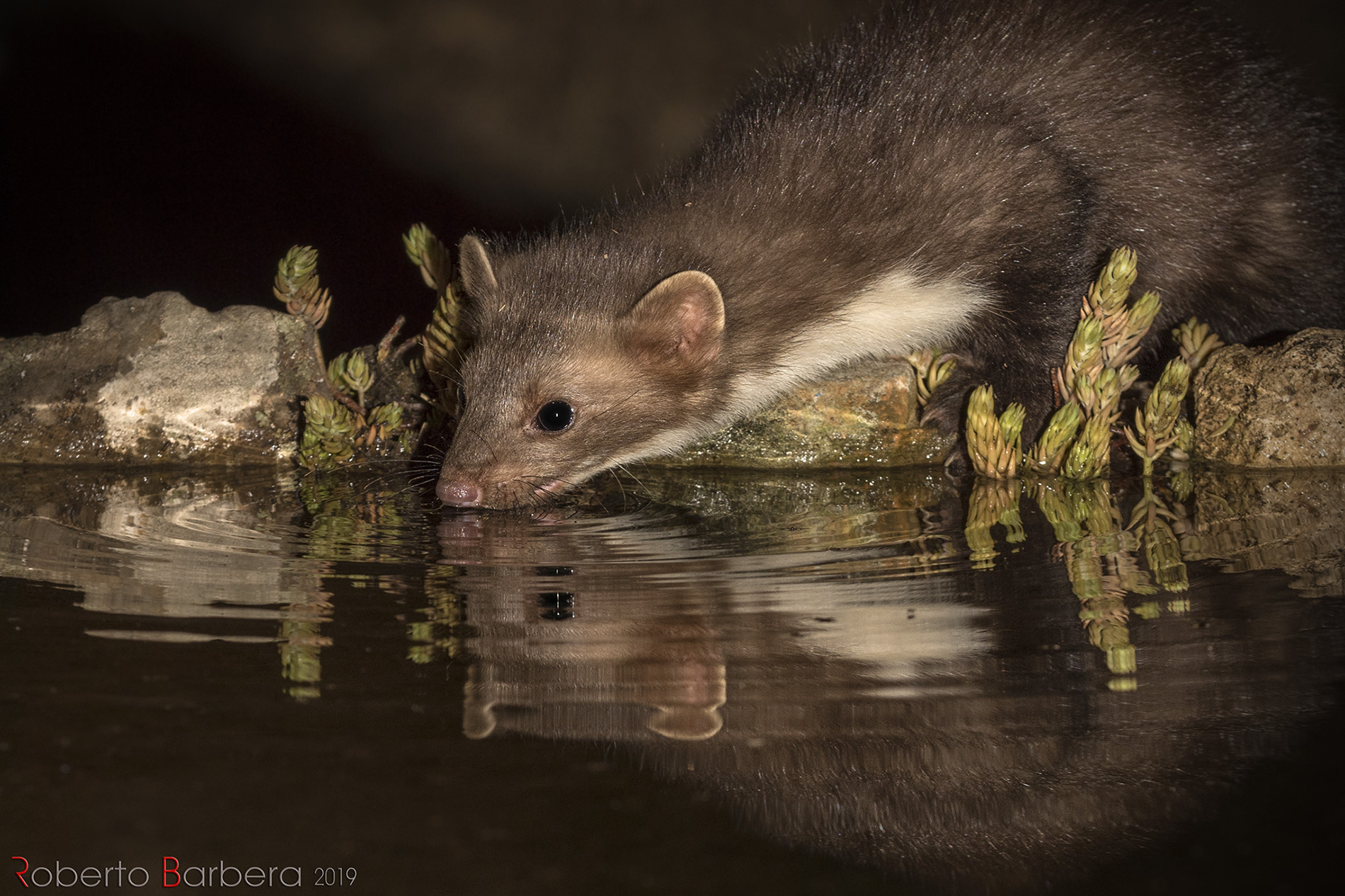 Giovane Faina all'abbeverata