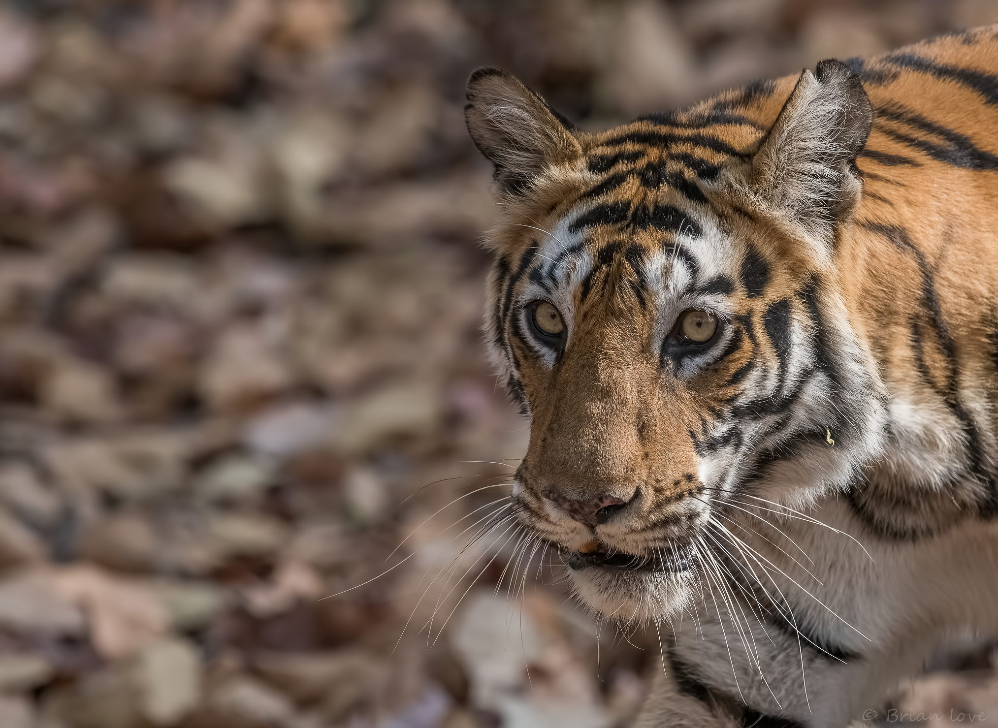Close Encounters of the Tiger Kind